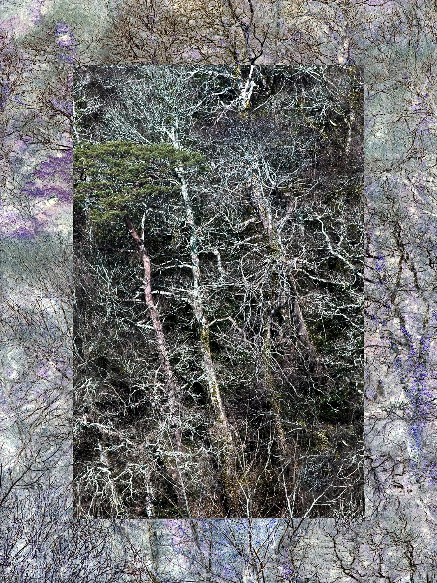 colourful trees.jpg
