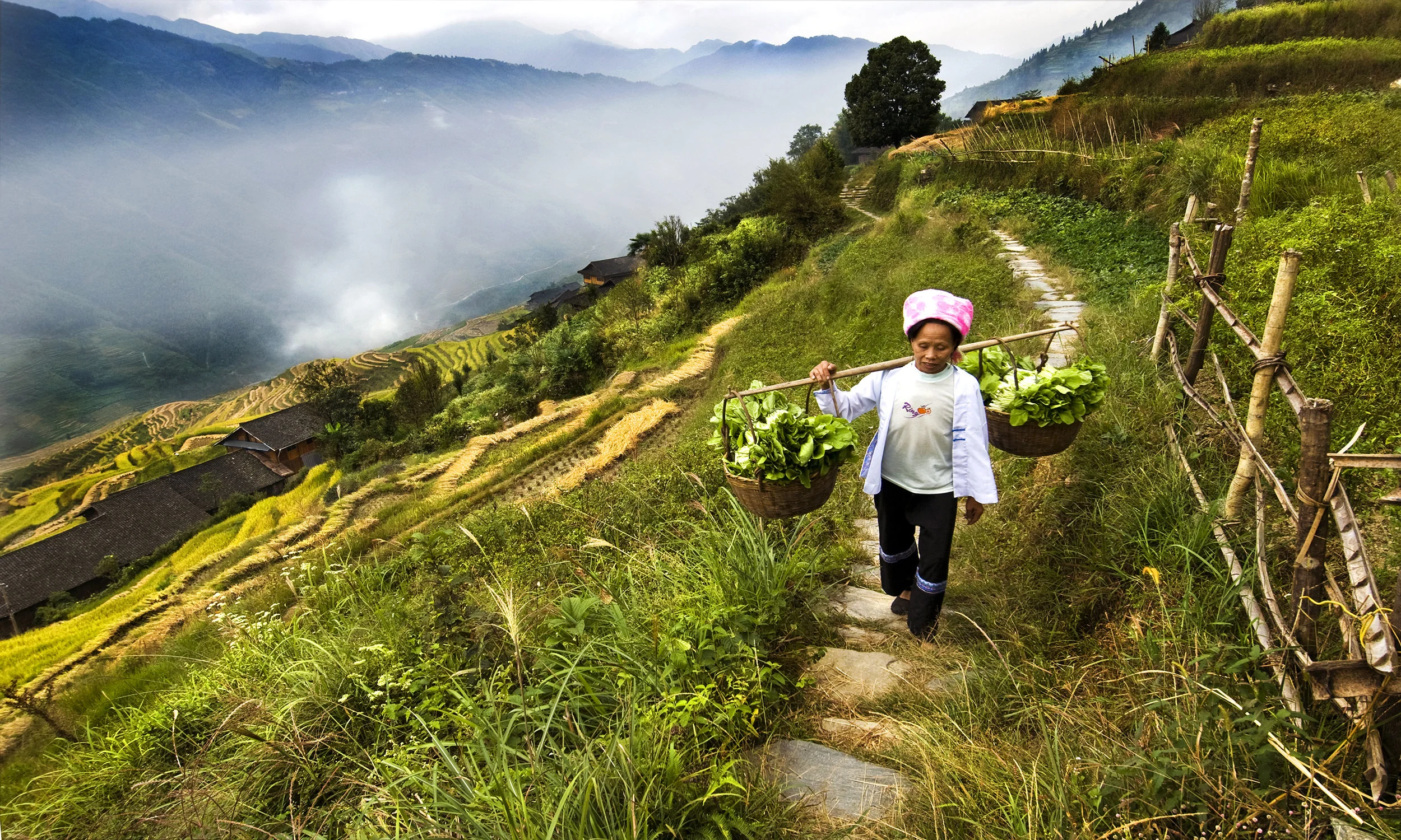 Rice fields 2X.jpg