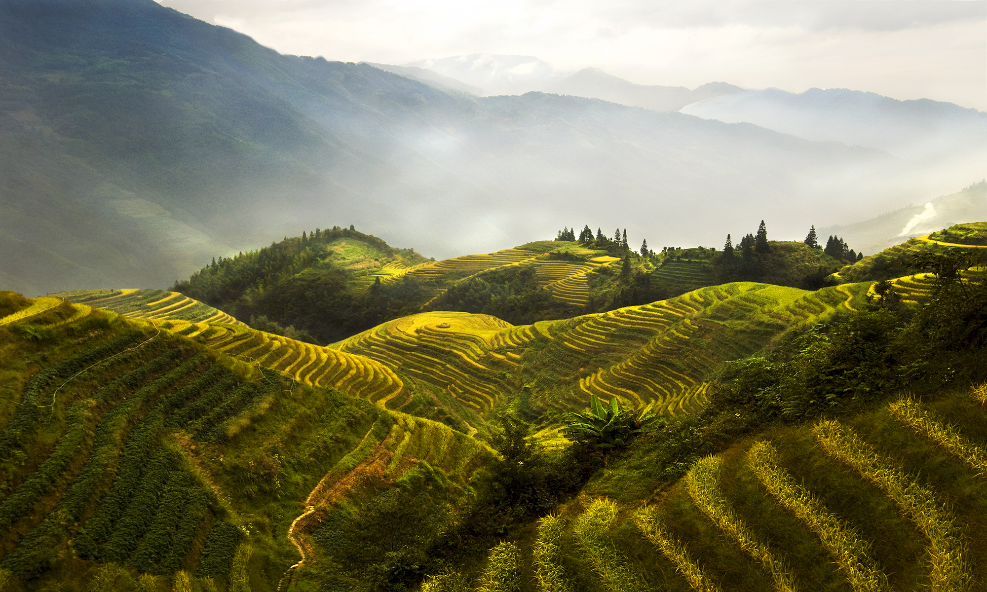 Rice fields small.jpg