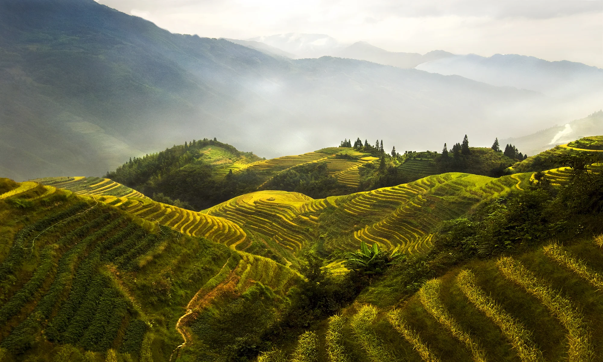 Rice fields small.jpg