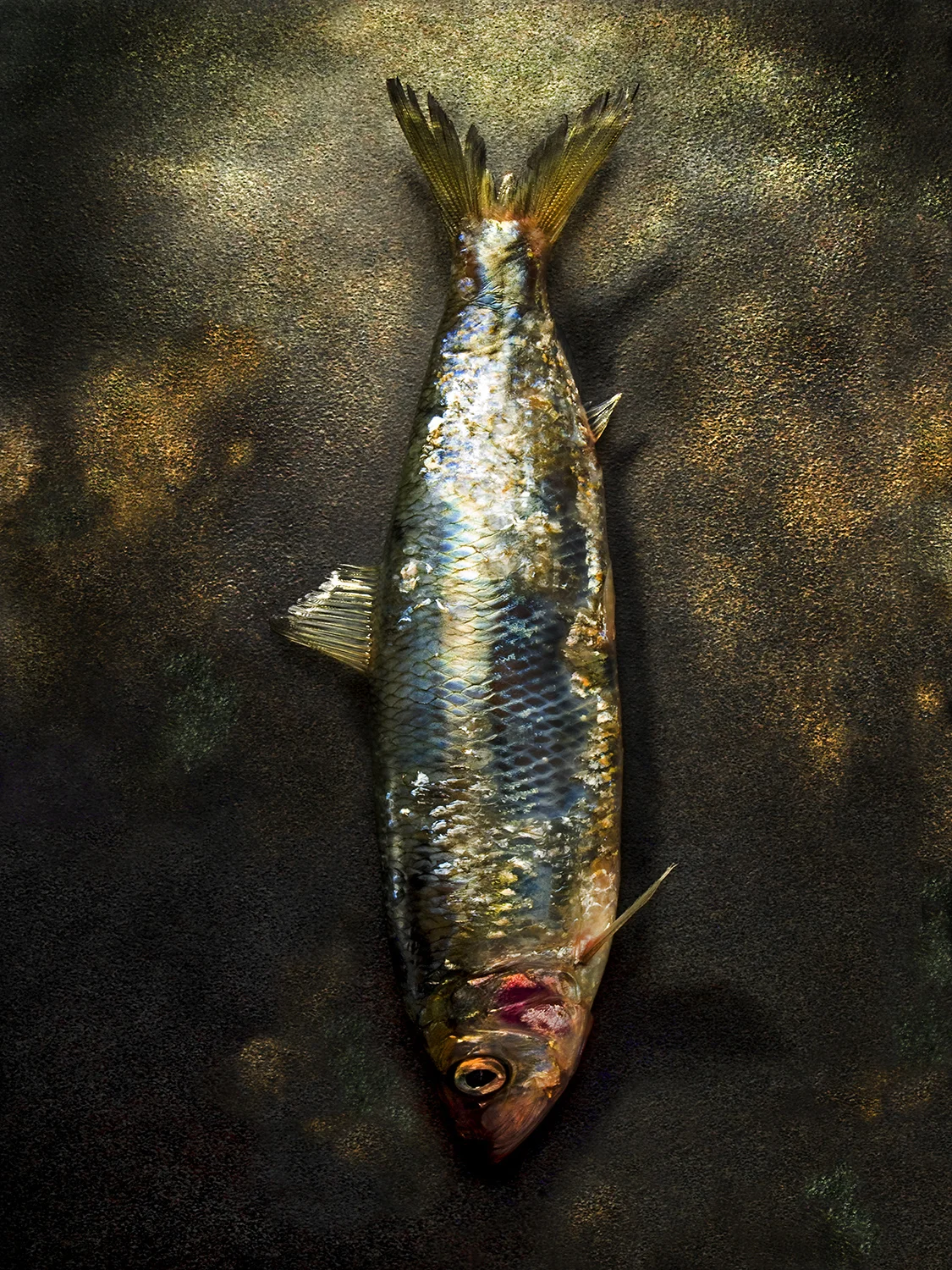 trout portfolio.jpg