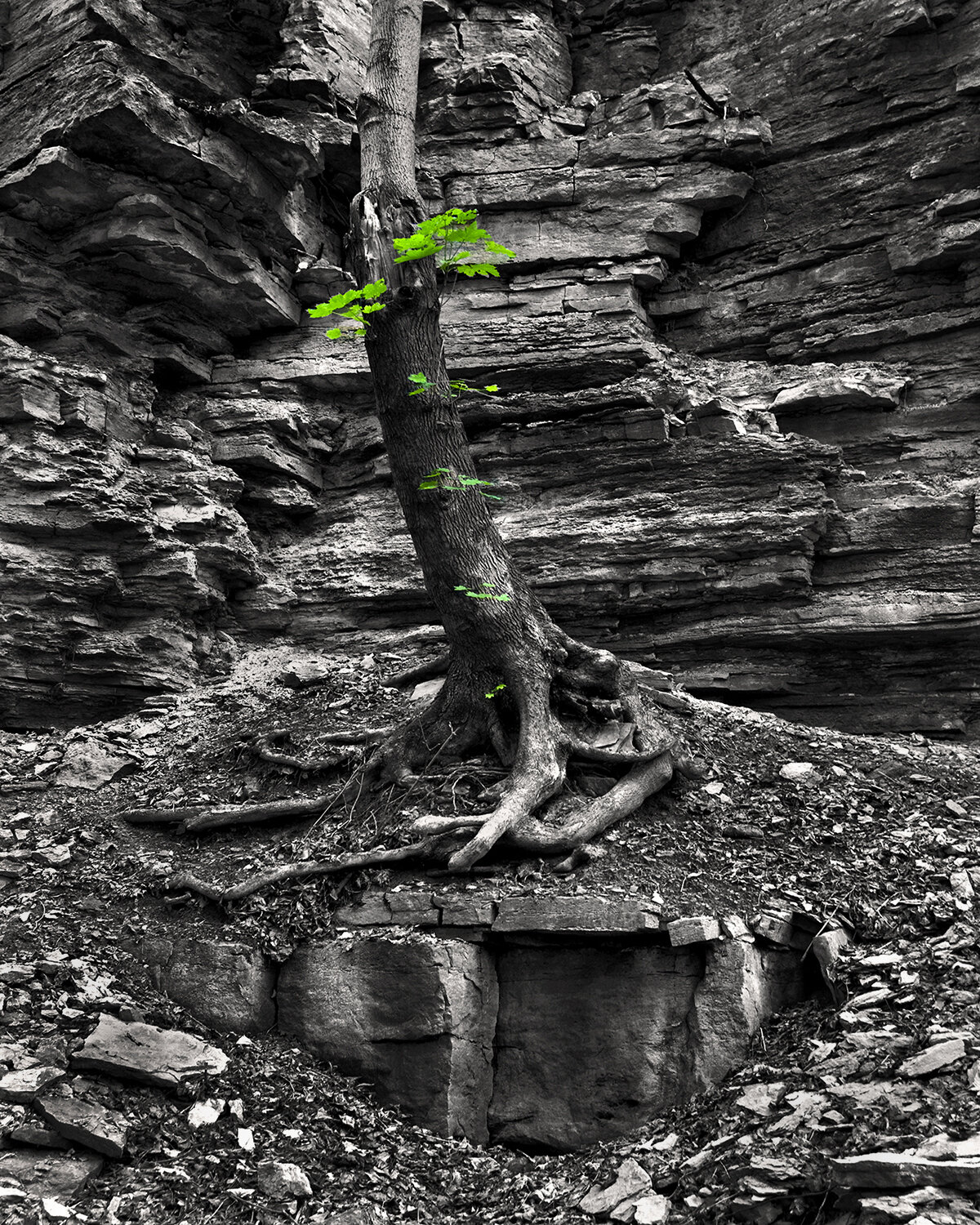 tree for Ana bnw.jpg