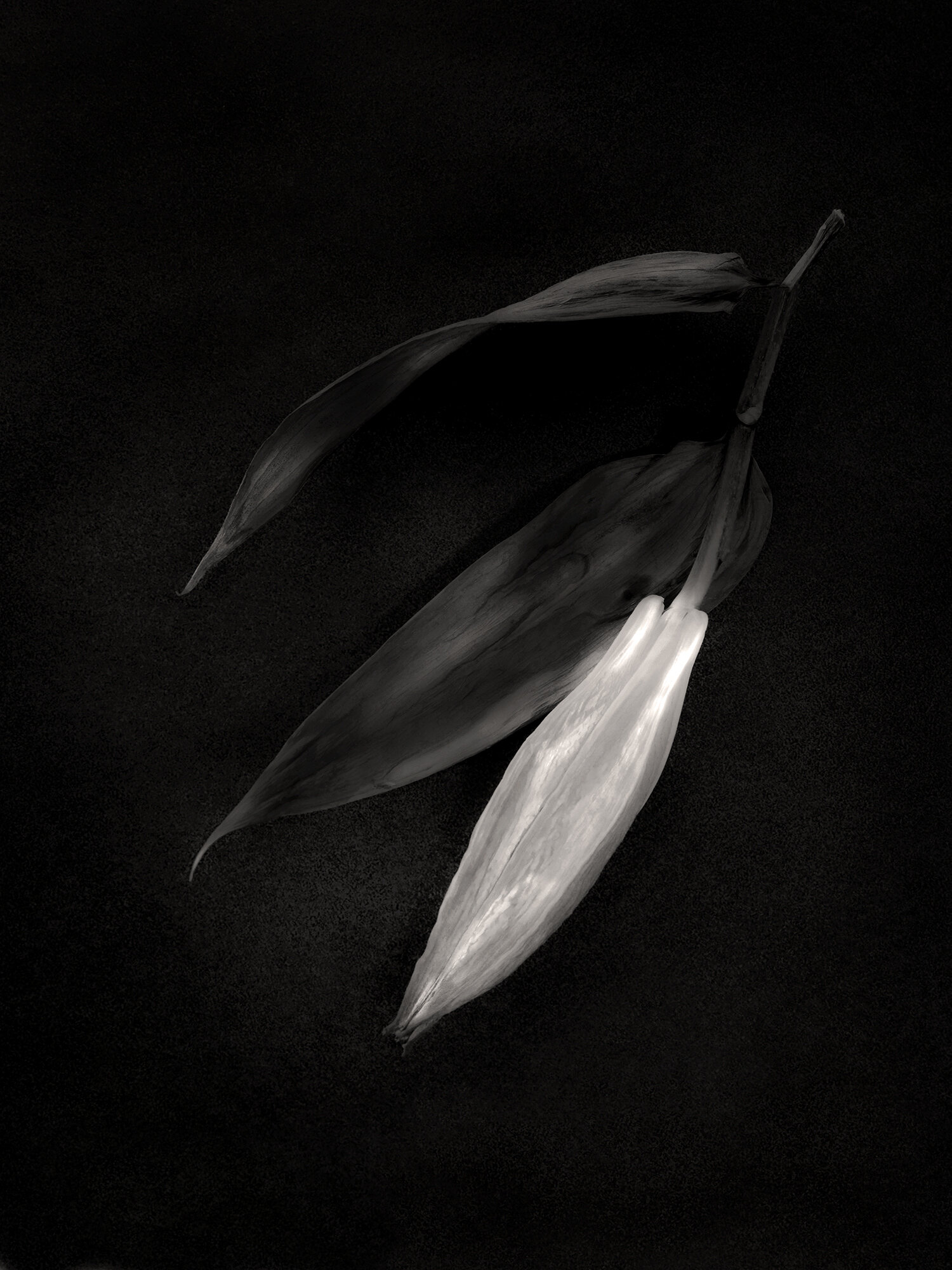 Lillies sepia2.jpg