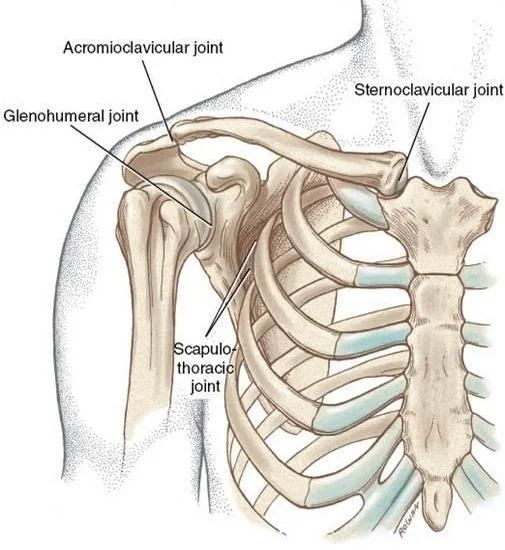  Image from Neumann: Kinesiology of the Musculoskeletal System. 2nd edition. 2010