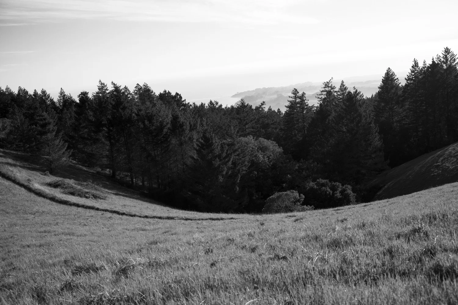 Northern California, for The Plant Magazine 