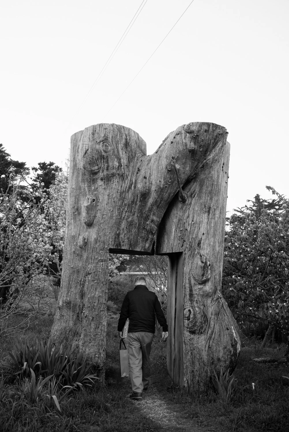 Northern California, for The Plant Magazine 