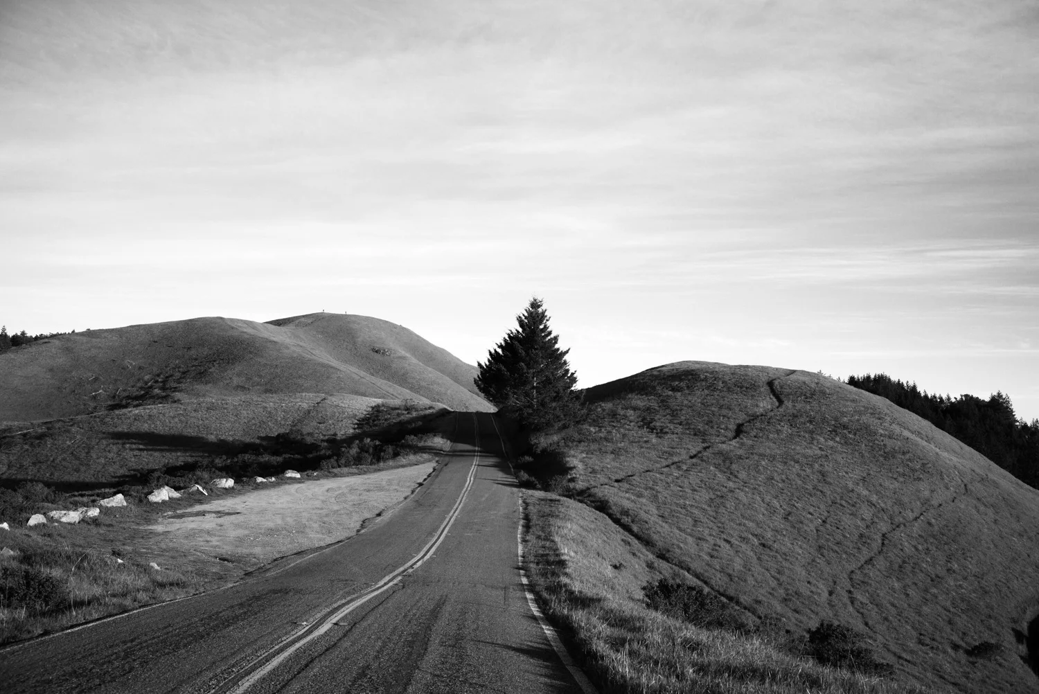 Northern California, for The Plant Magazine 