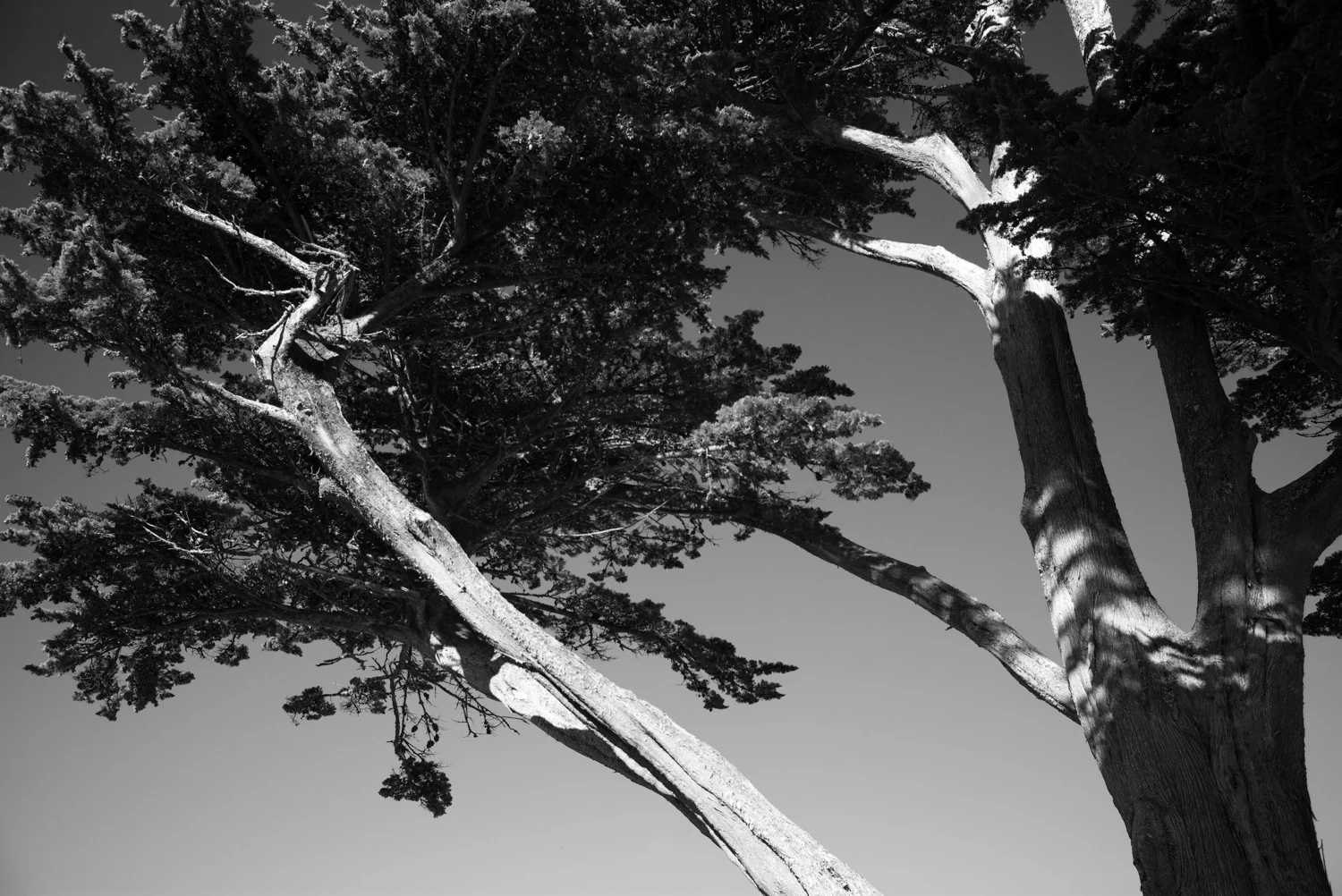 Northern California, for The Plant Magazine 