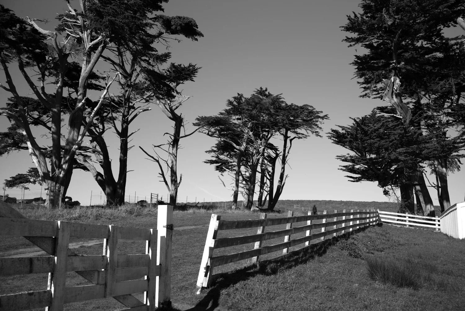 Northern California, for The Plant Magazine 