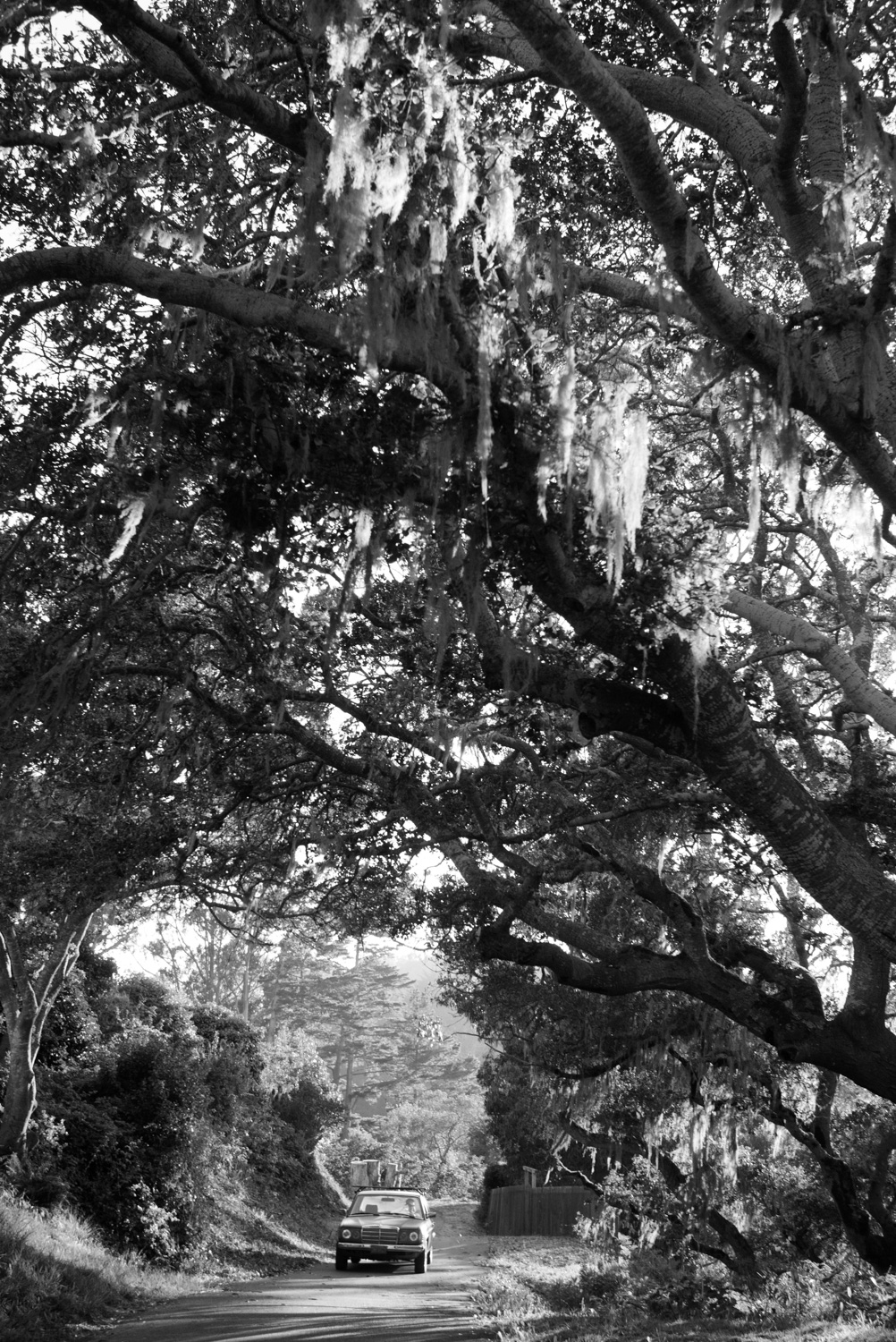 Northern California, for The Plant Magazine 