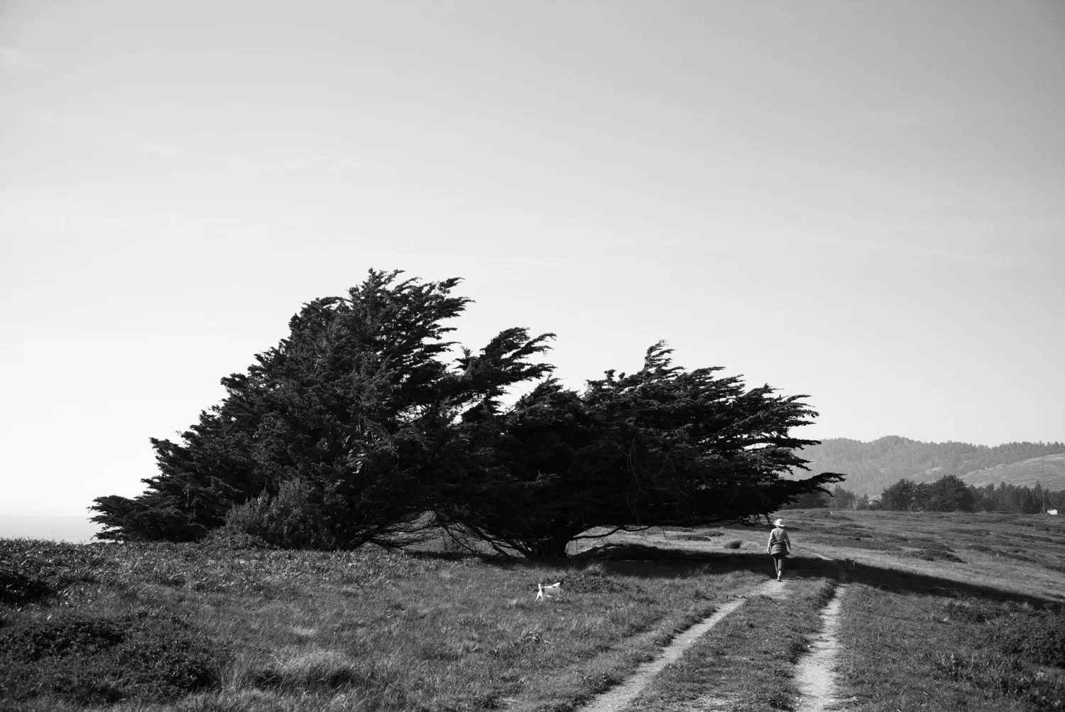 Northern California, for The Plant Magazine 