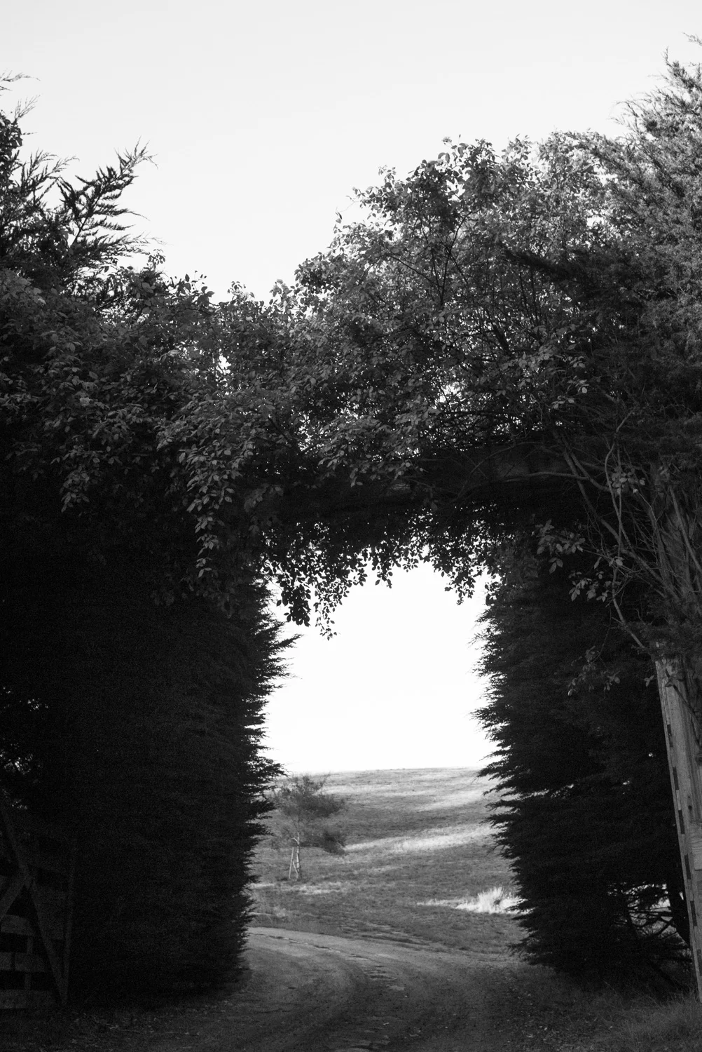 Northern California, for The Plant Magazine 