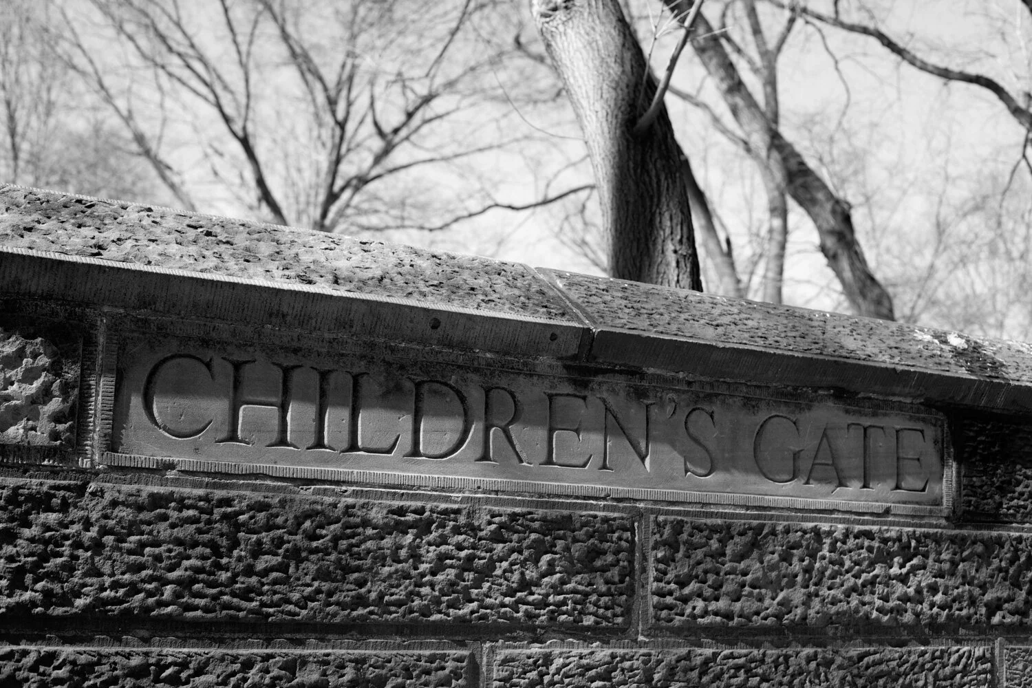 Central Park, for The Plant Magazine