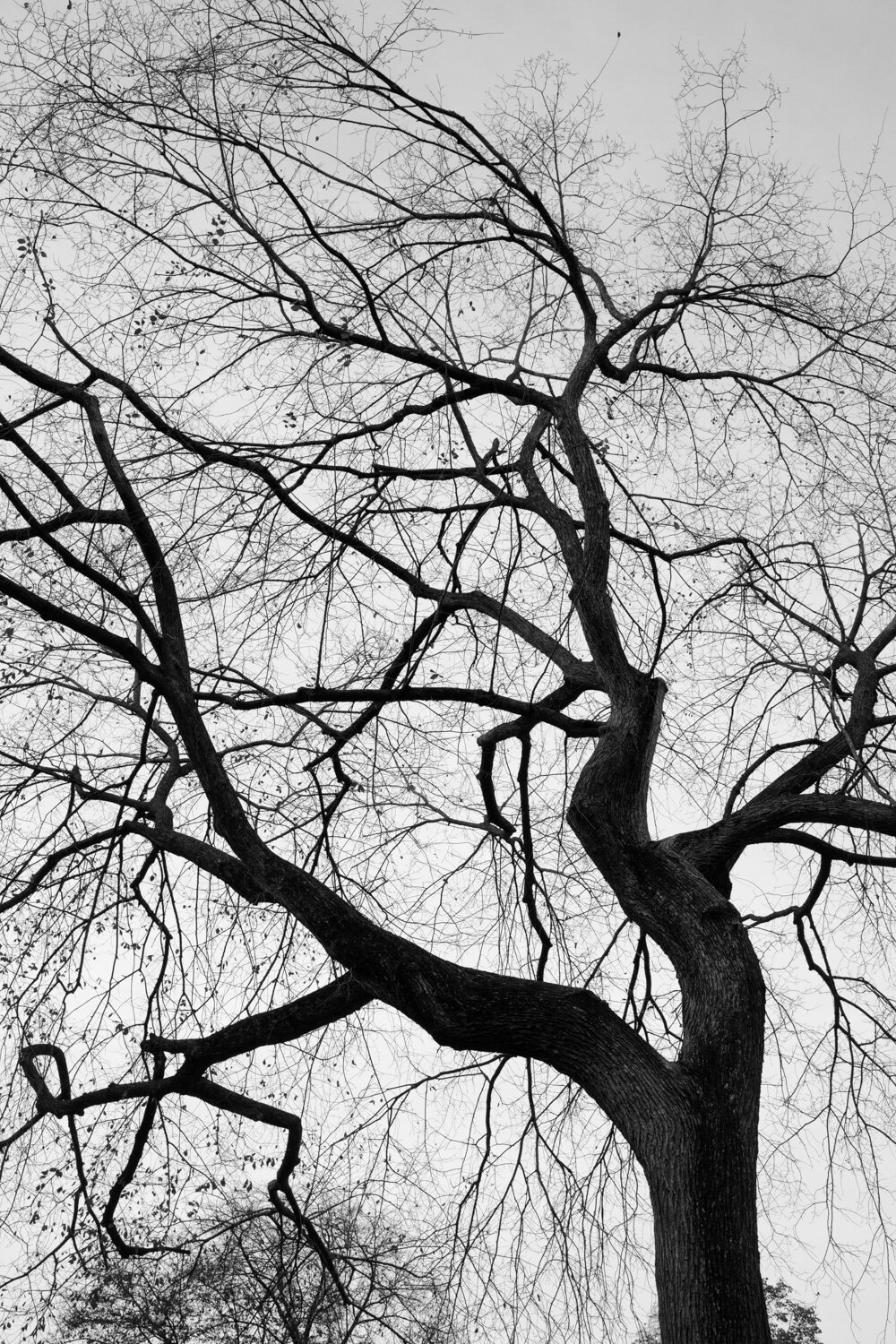 Central Park, for The Plant Magazine