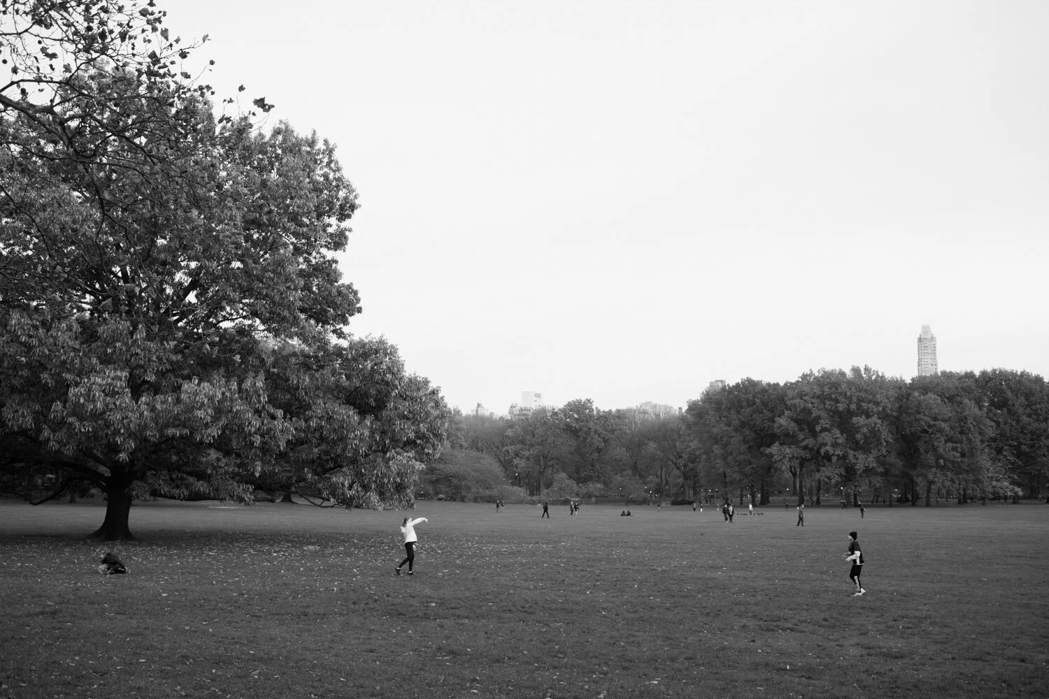 Central Park, for The Plant Magazine