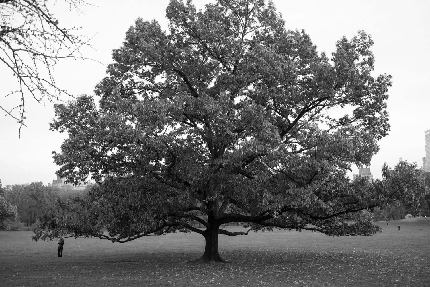 Central Park, for The Plant Magazine