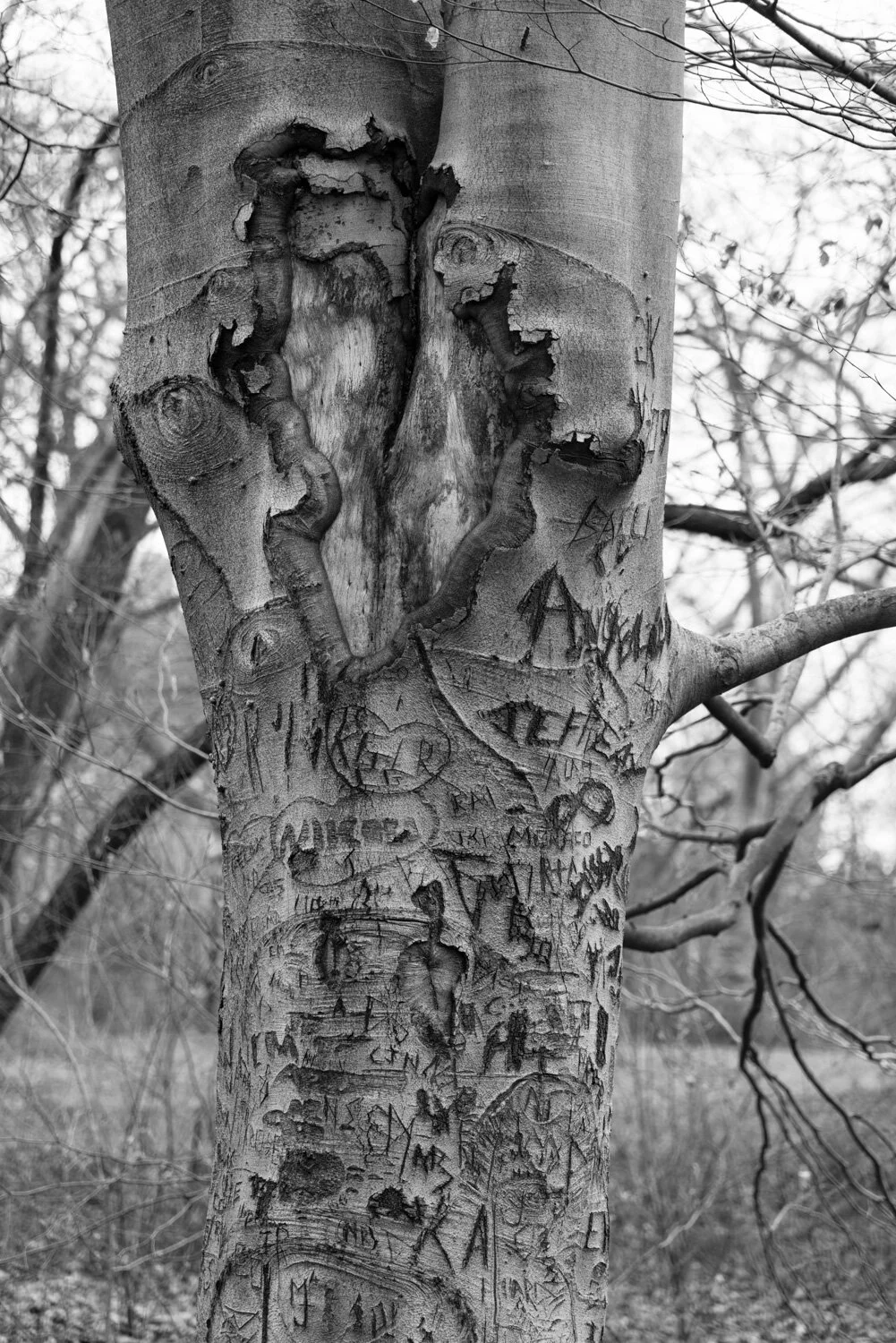 Central Park, for The Plant Magazine