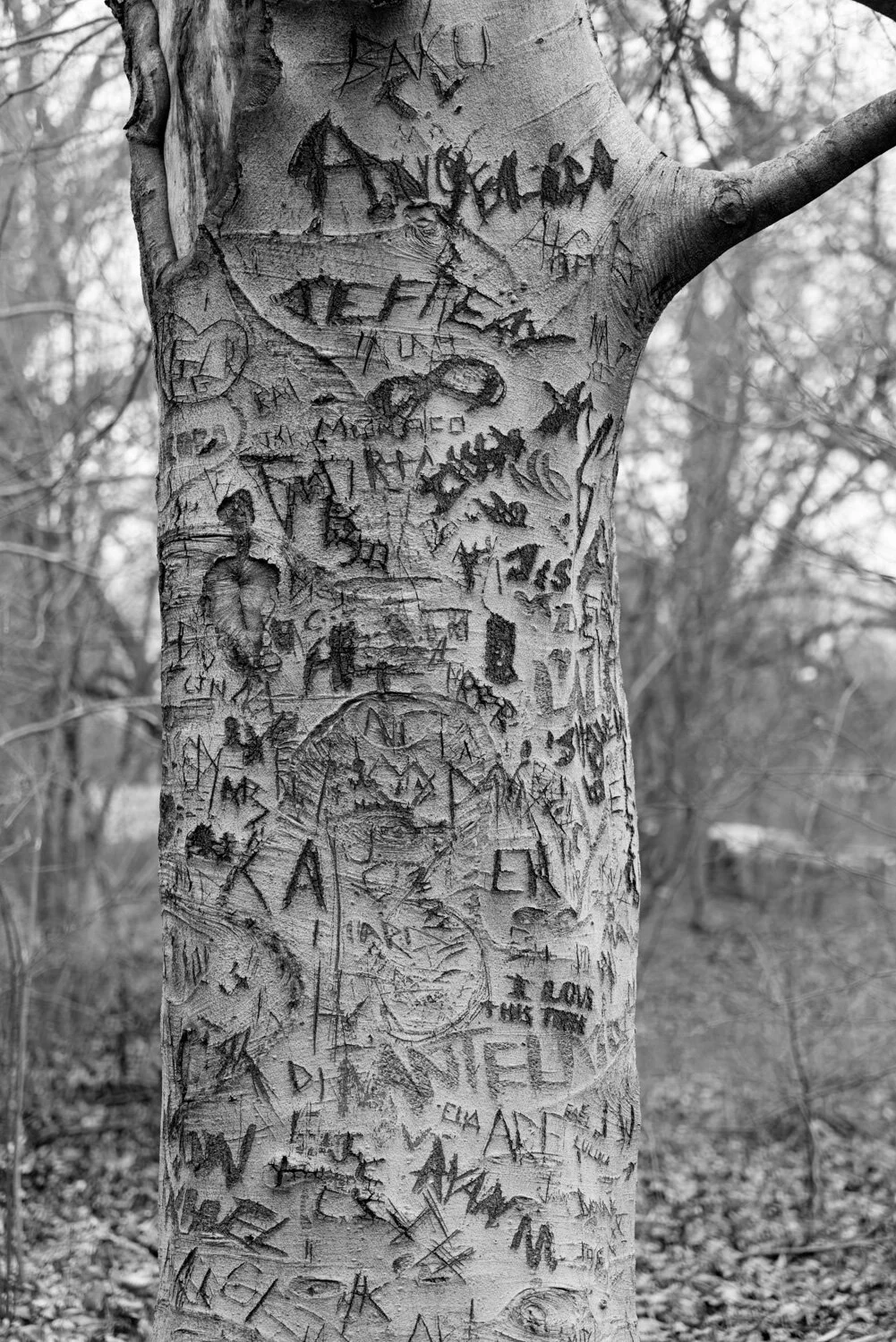 Central Park, for The Plant Magazine