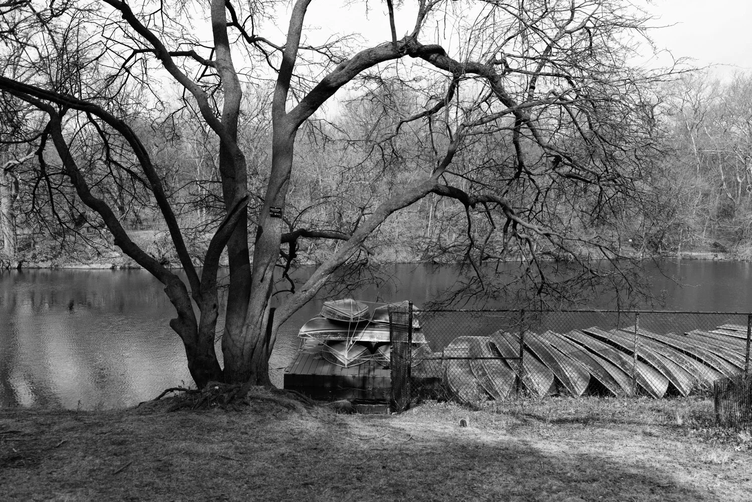 Central Park, for The Plant Magazine