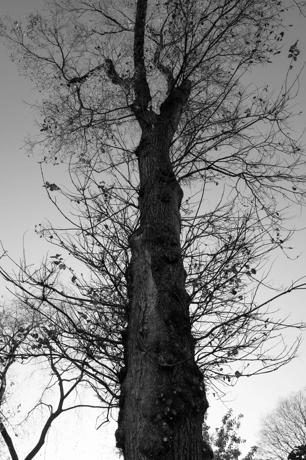 Central Park, for The Plant Magazine