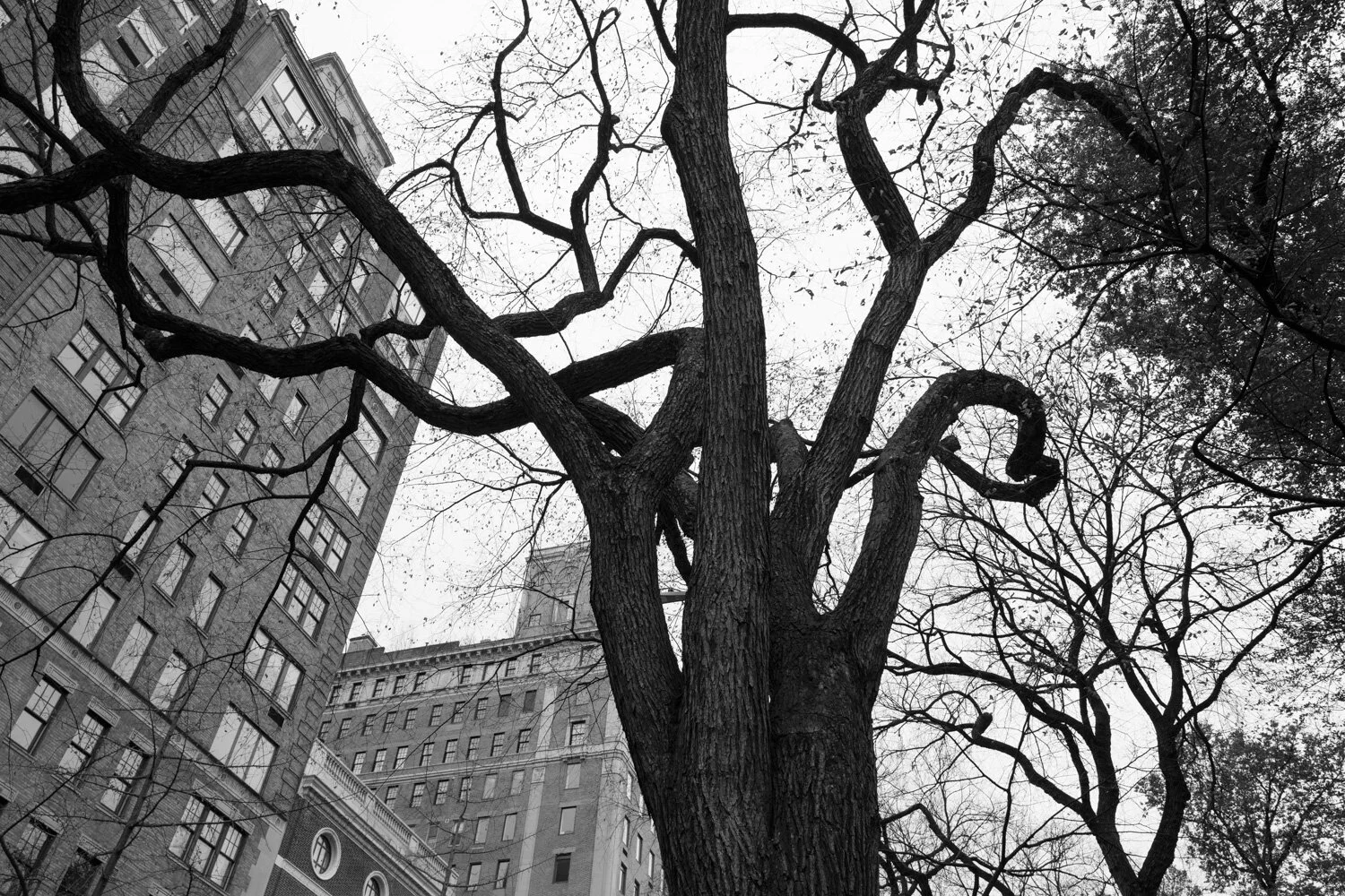 Central Park, for The Plant Magazine