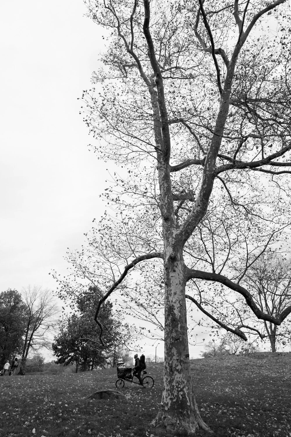 Central Park, for The Plant Magazine