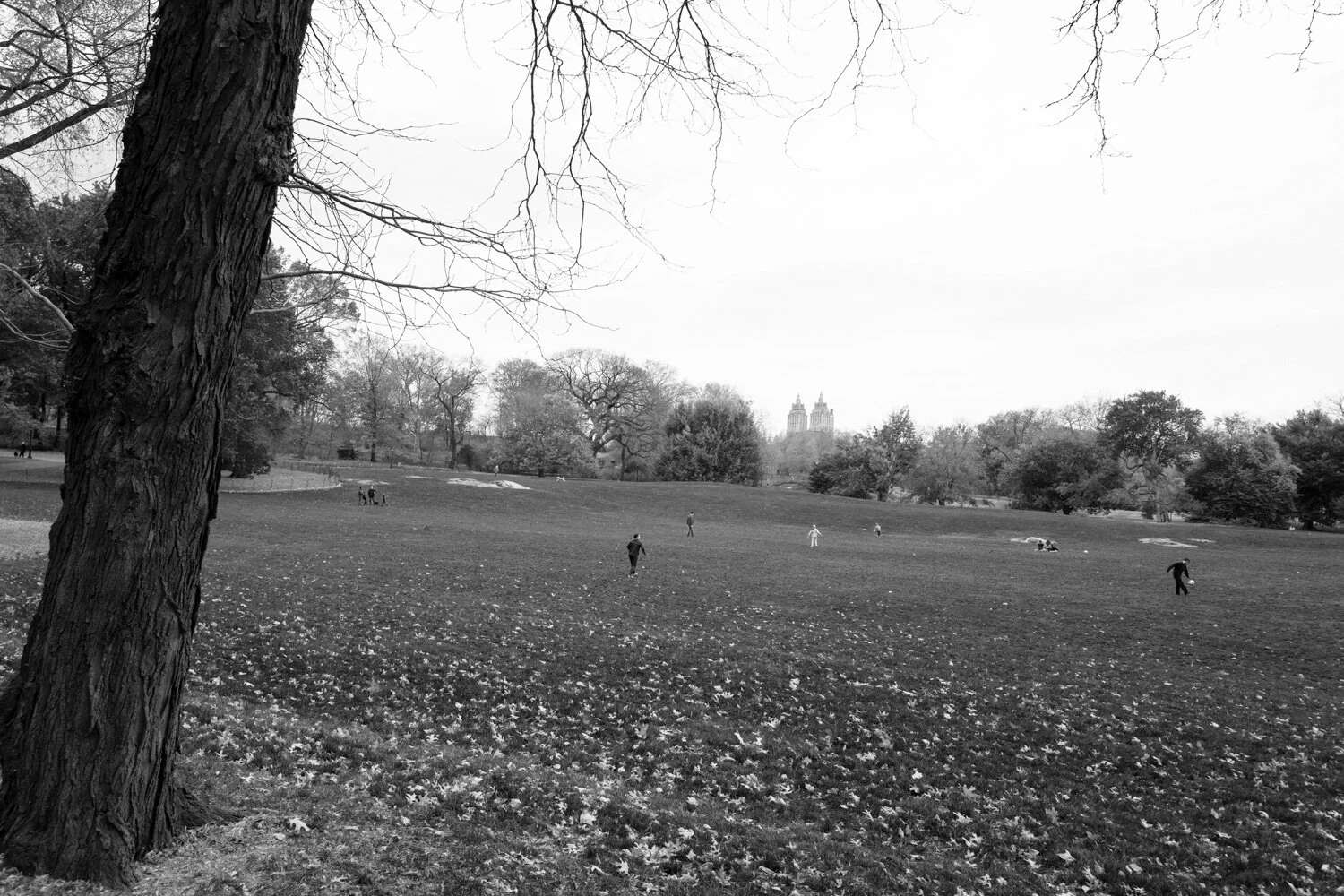 Central Park, for The Plant Magazine