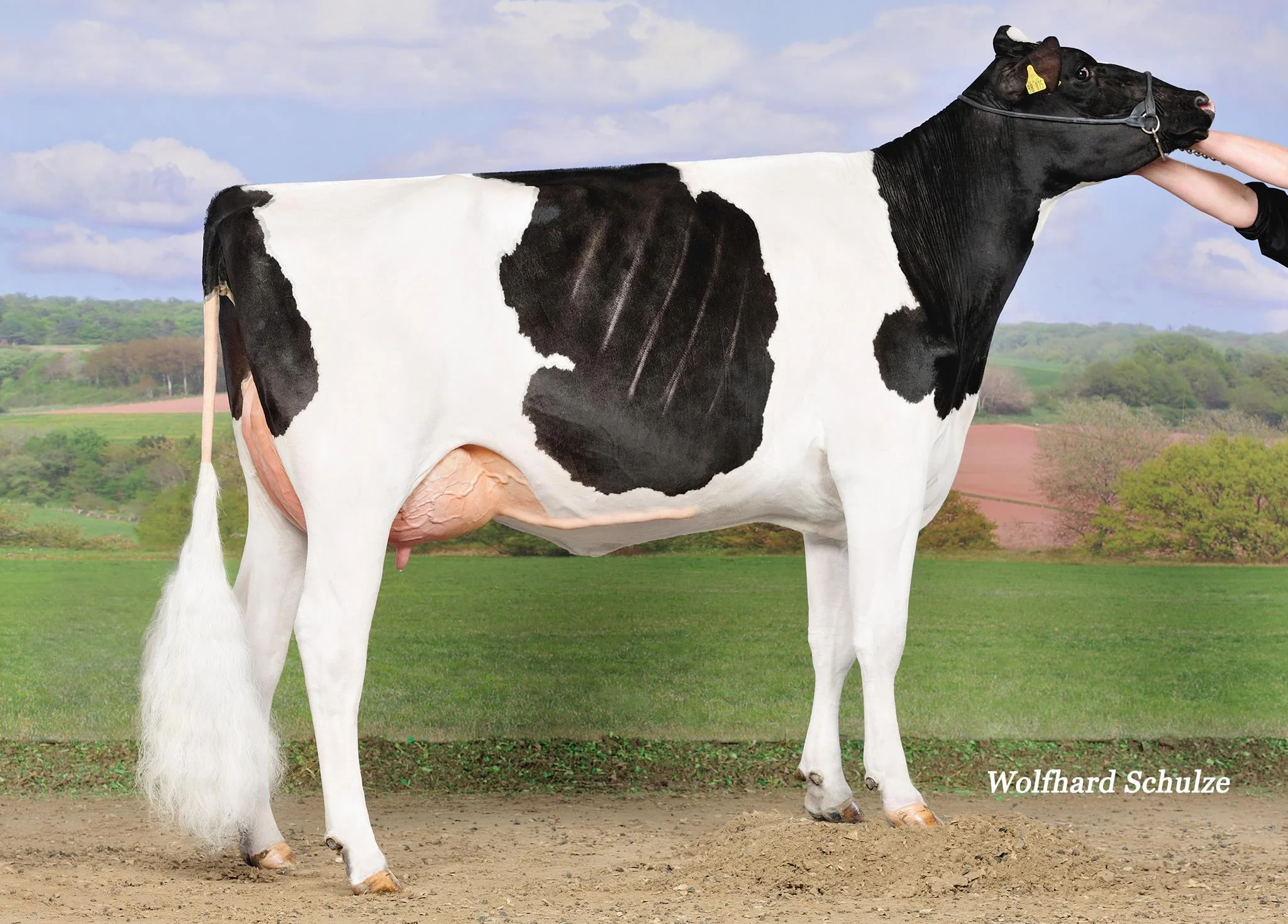 Snowbix Leeroy