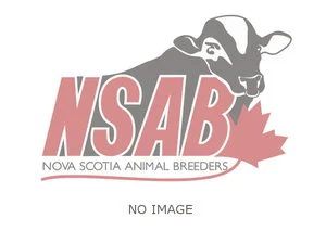 De la Plaine Blink *AH2 {NEW}