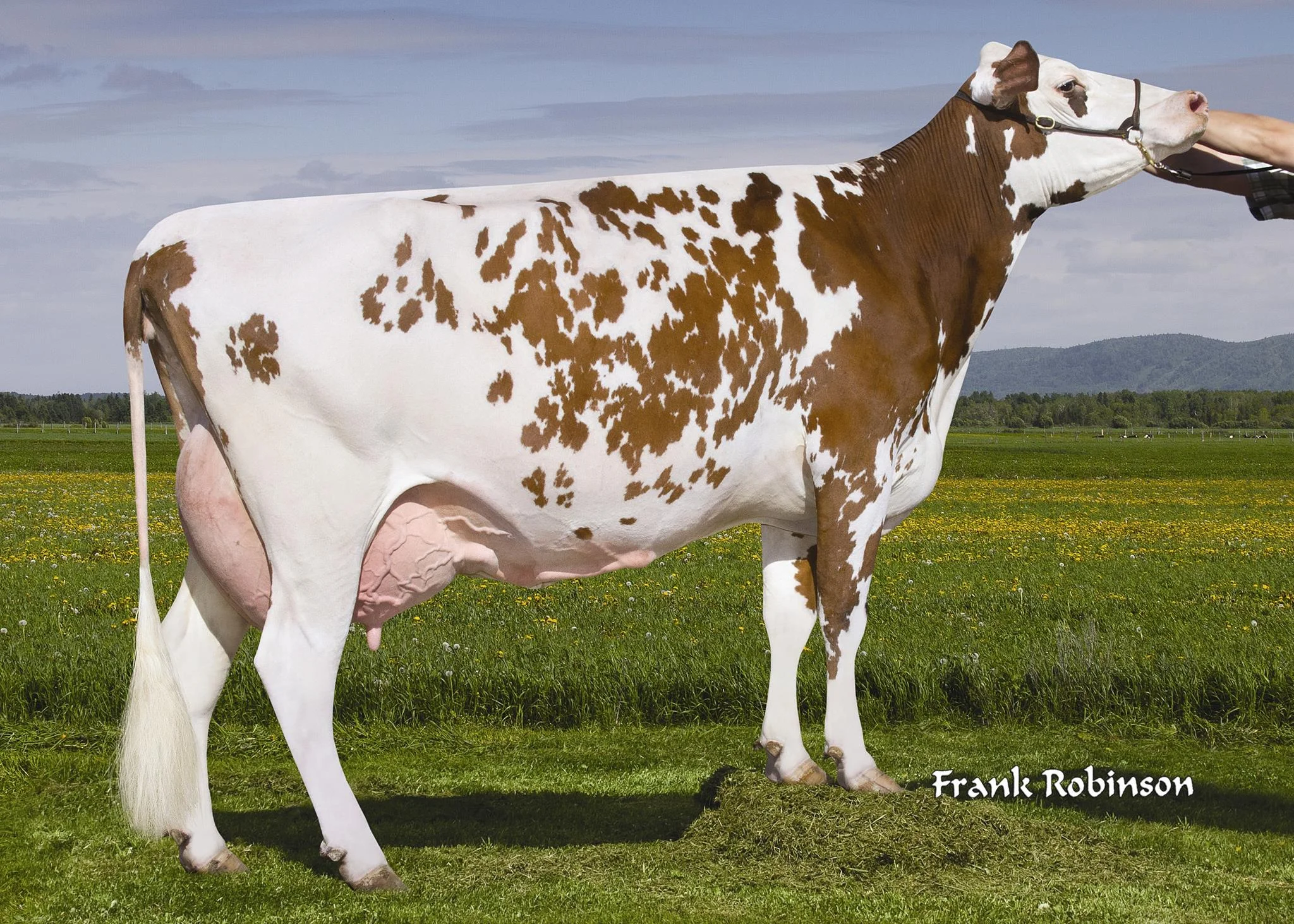 Des Fleurs Parrain-ET *AH2