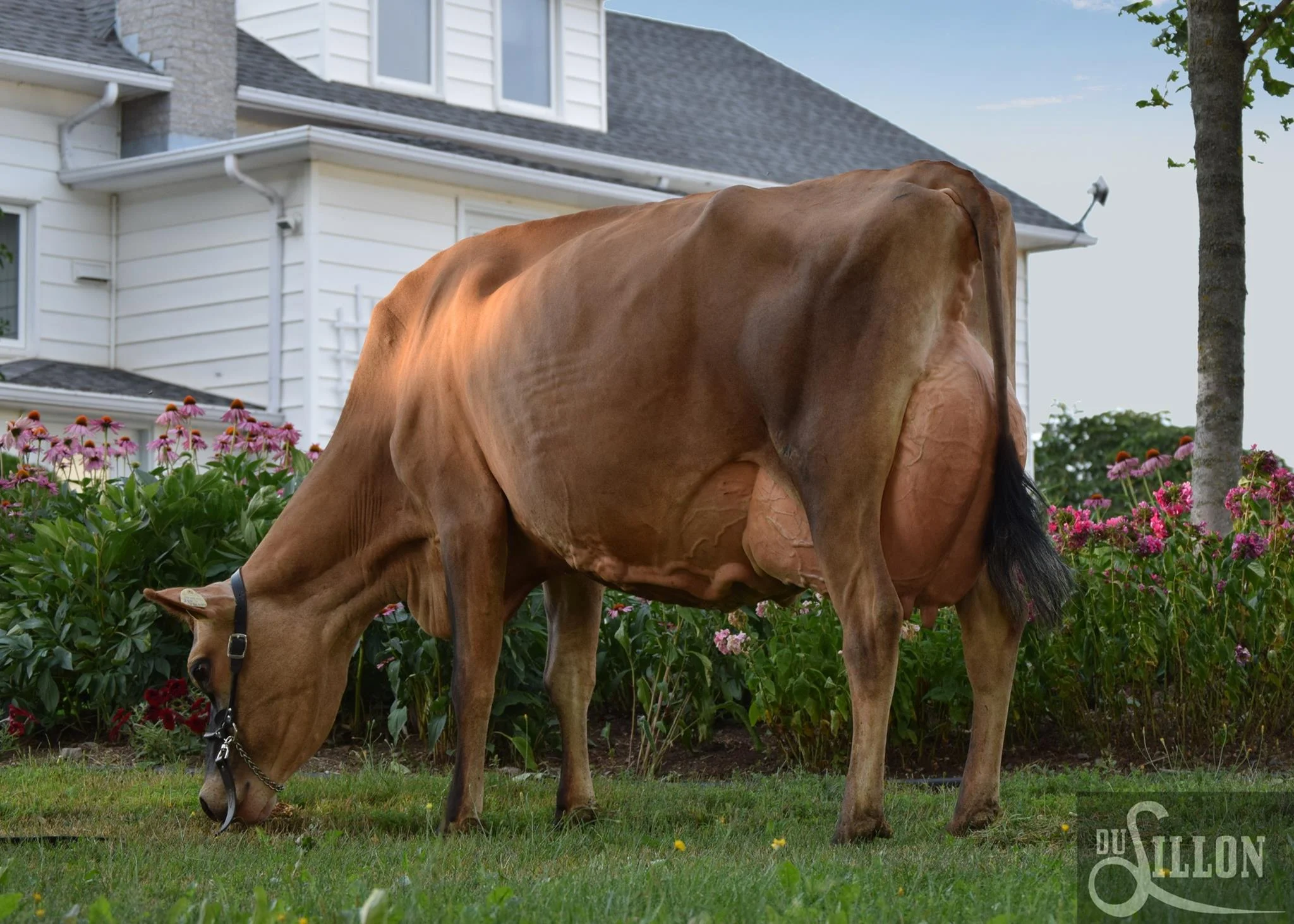 Audibel Jordan ET {NEW}