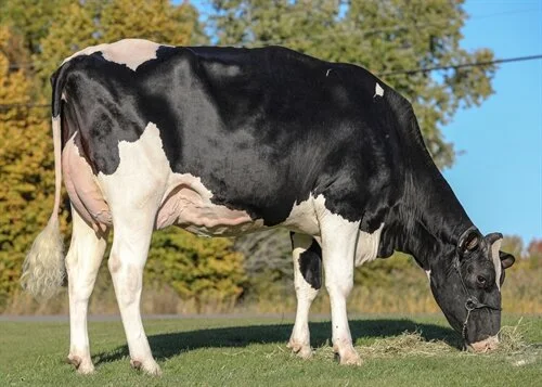 Westcoast Randall {NEW}