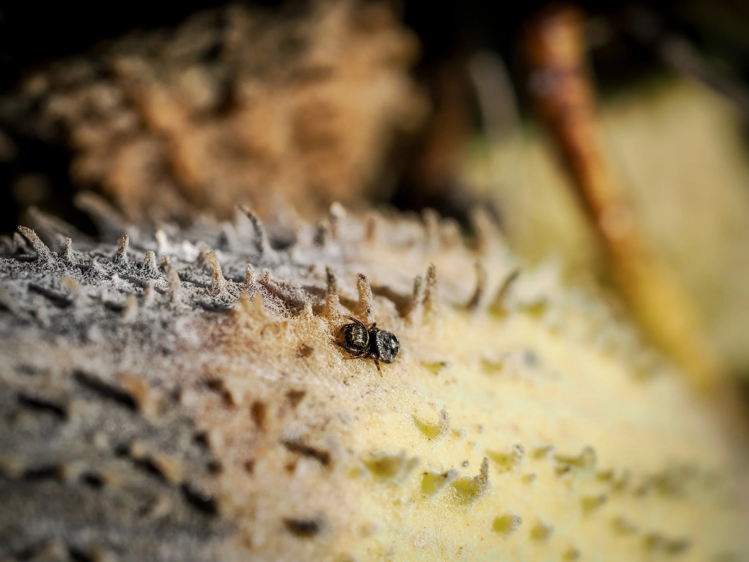 Jumping Spider on Milkweed Decay