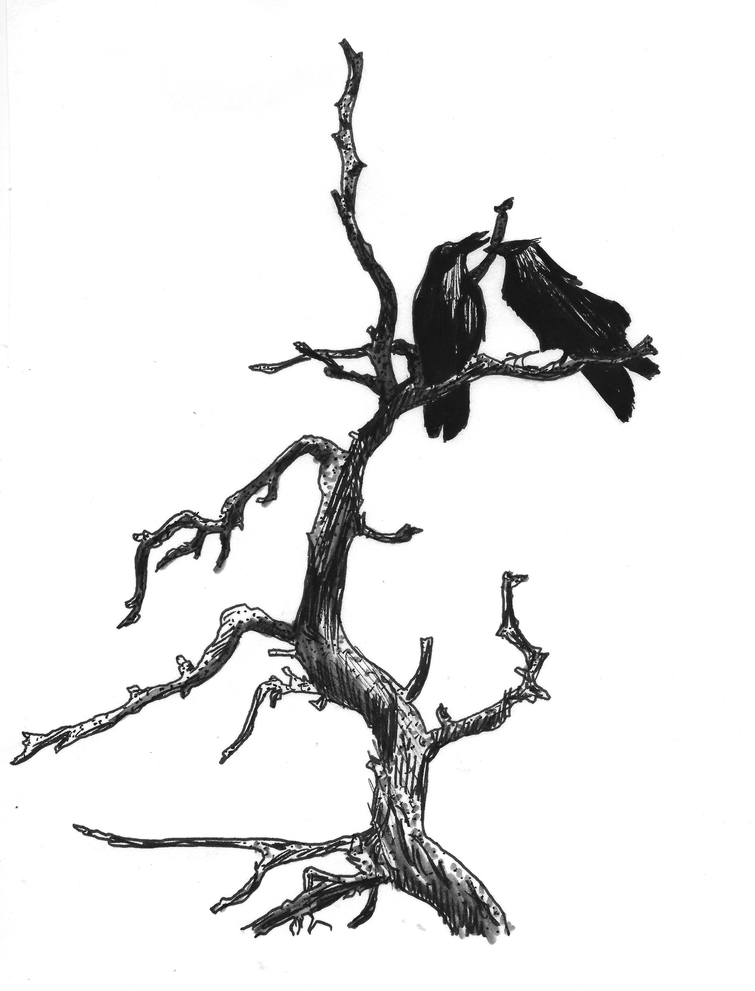 Crooked Crow.jpg