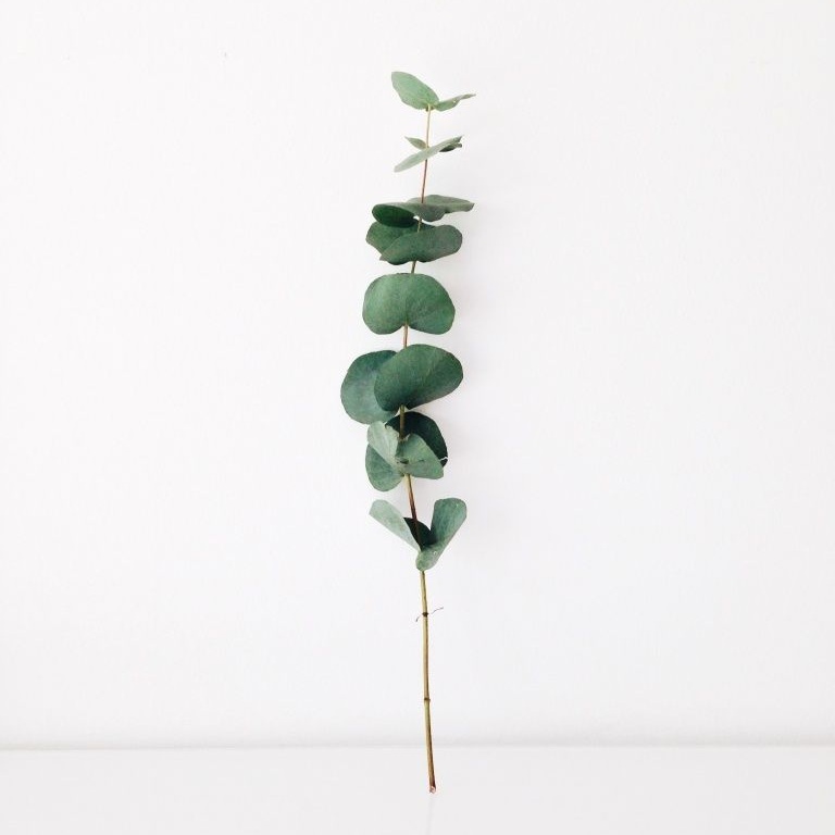 Ingredient Spotlight: Eucalyptus