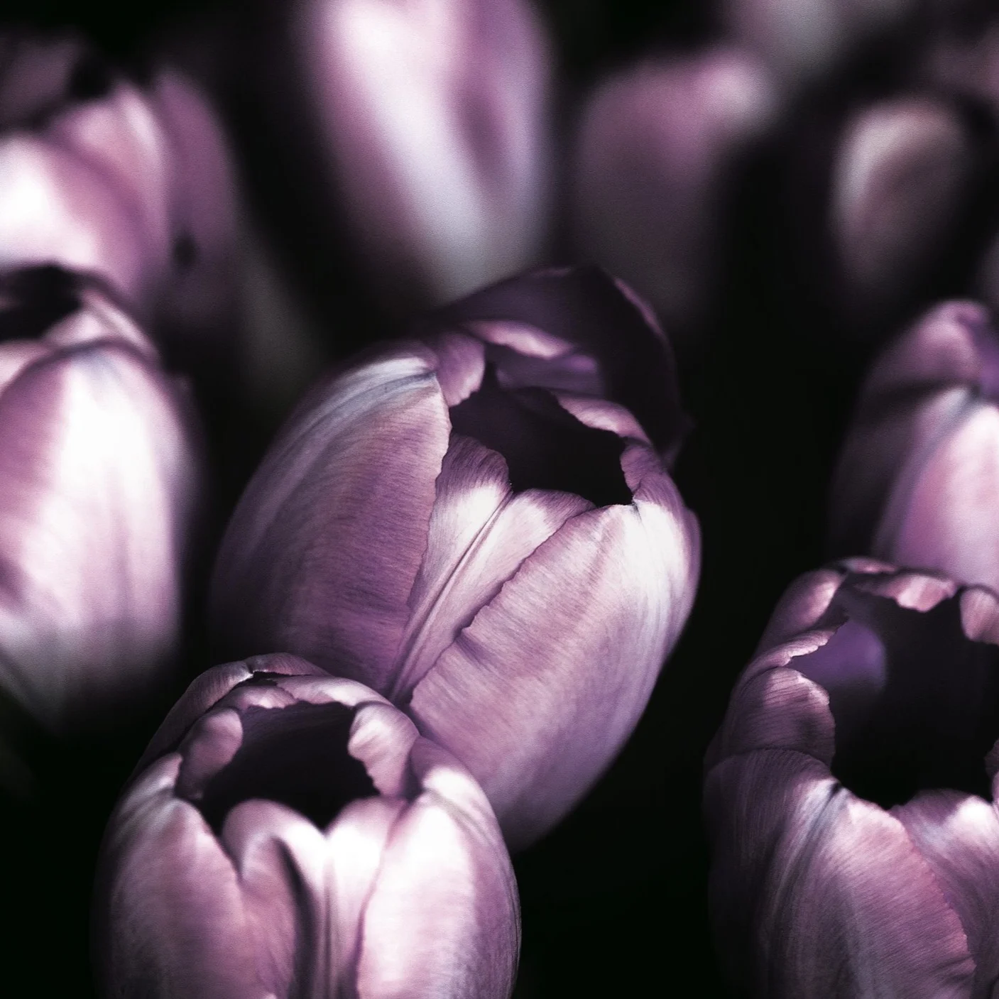 PHYTO Ingredient Spotlight: Tulip Extract