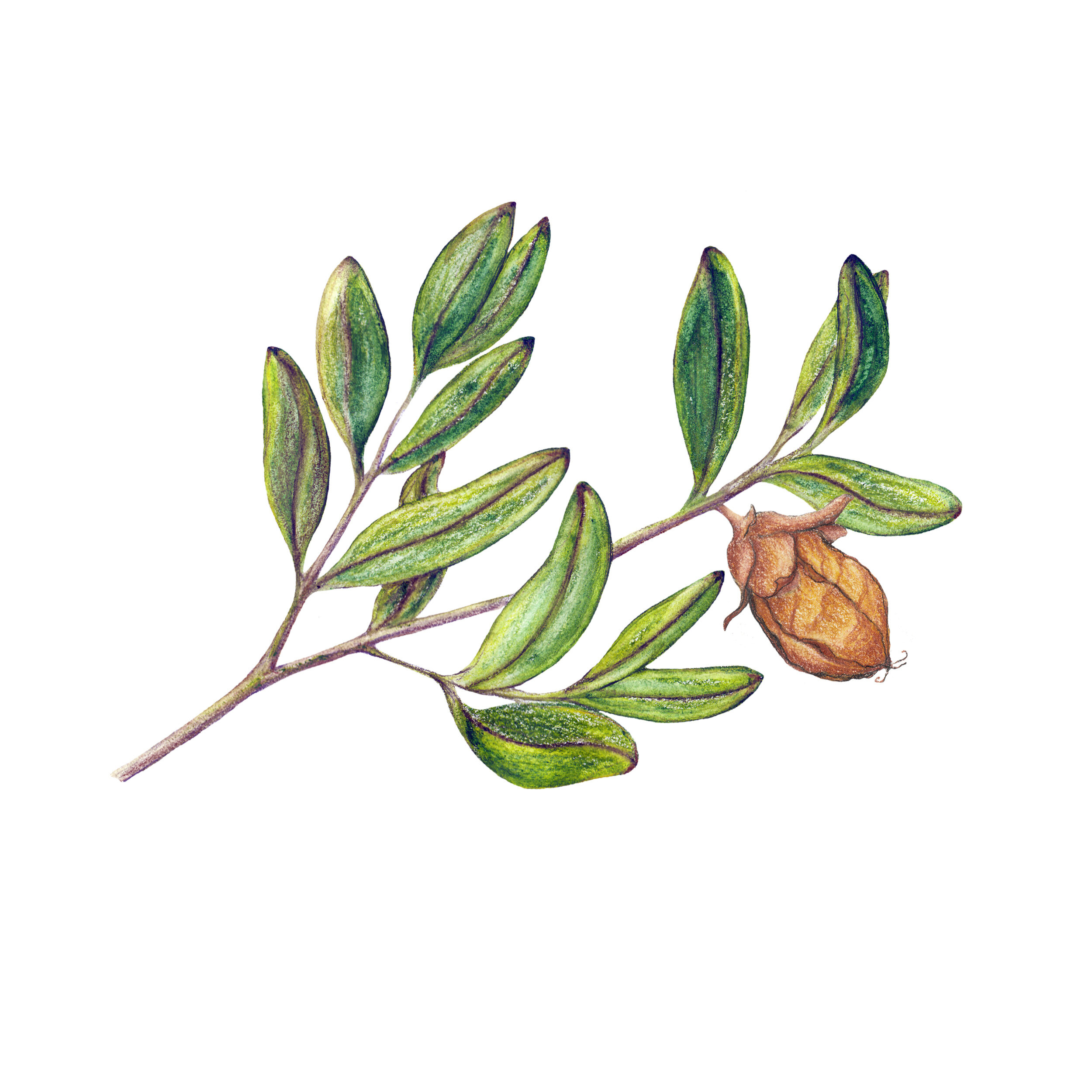 Ingredient Spotlight: Get to Know Jojoba