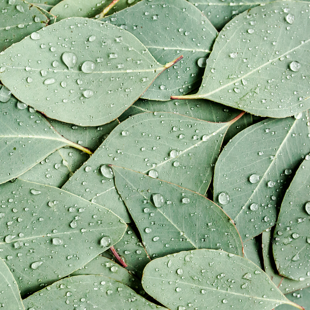 Ingredient Spotlight: Eucalyptus