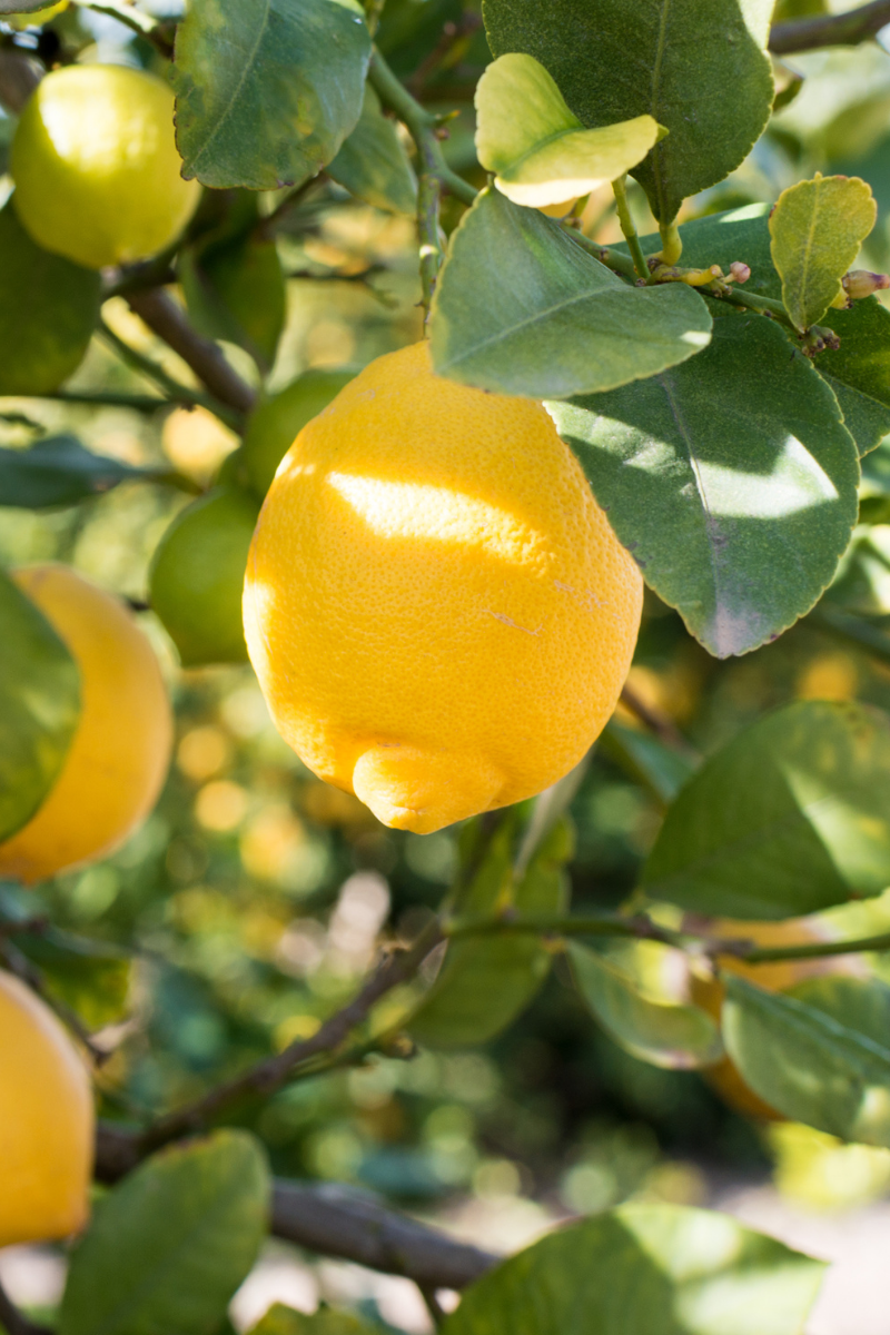 Let’s Talk About Lemon!