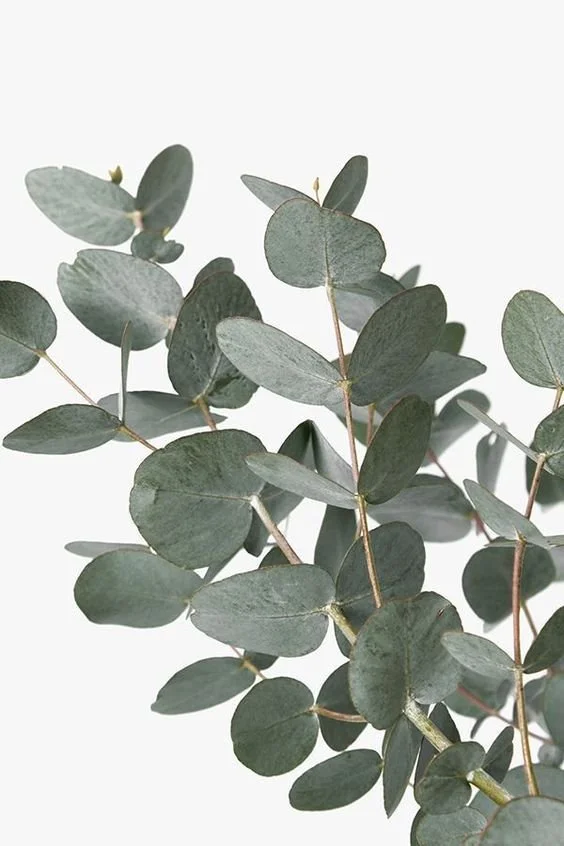 The Benefits of Eucalyptus
