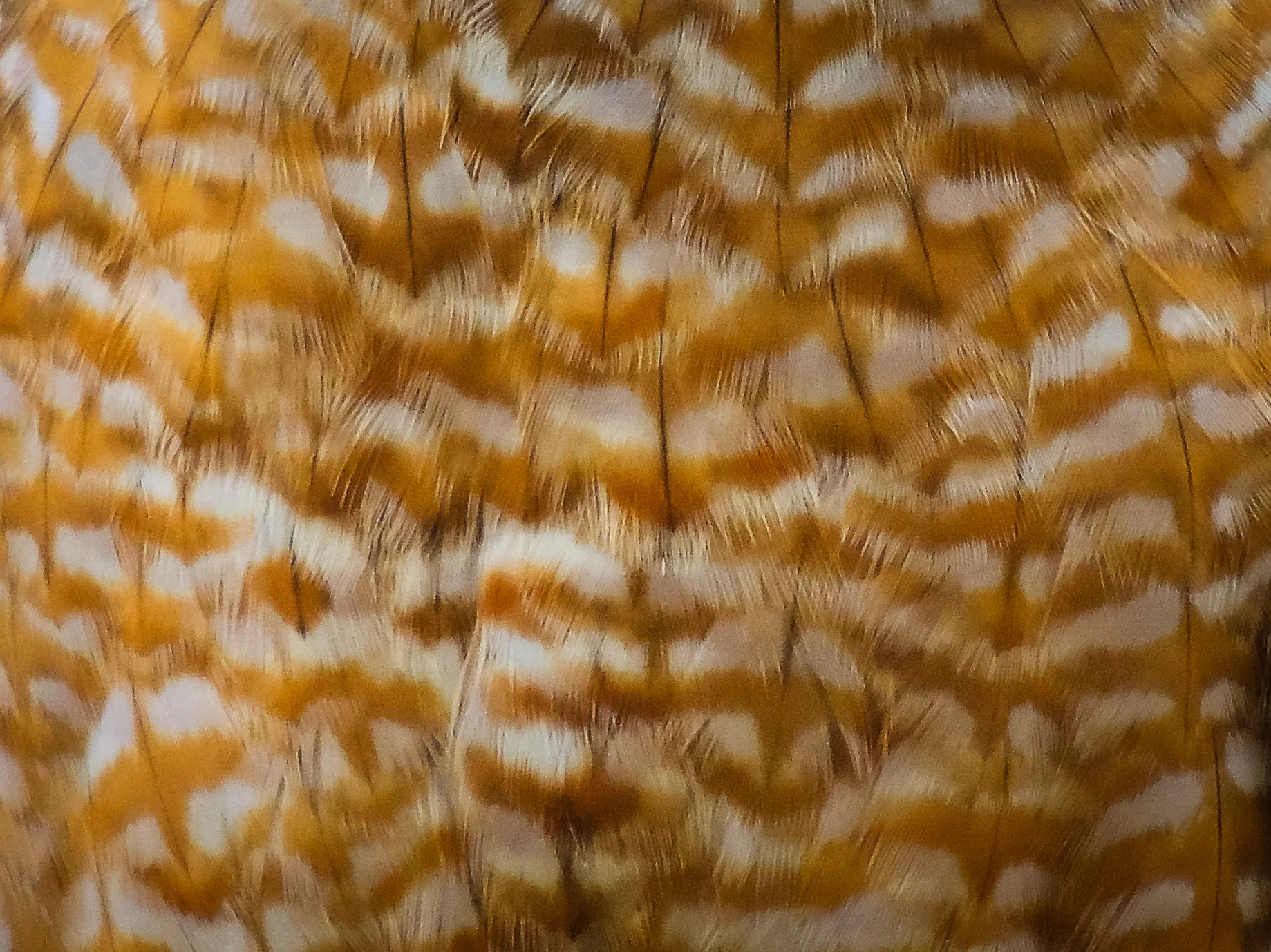 Feathers