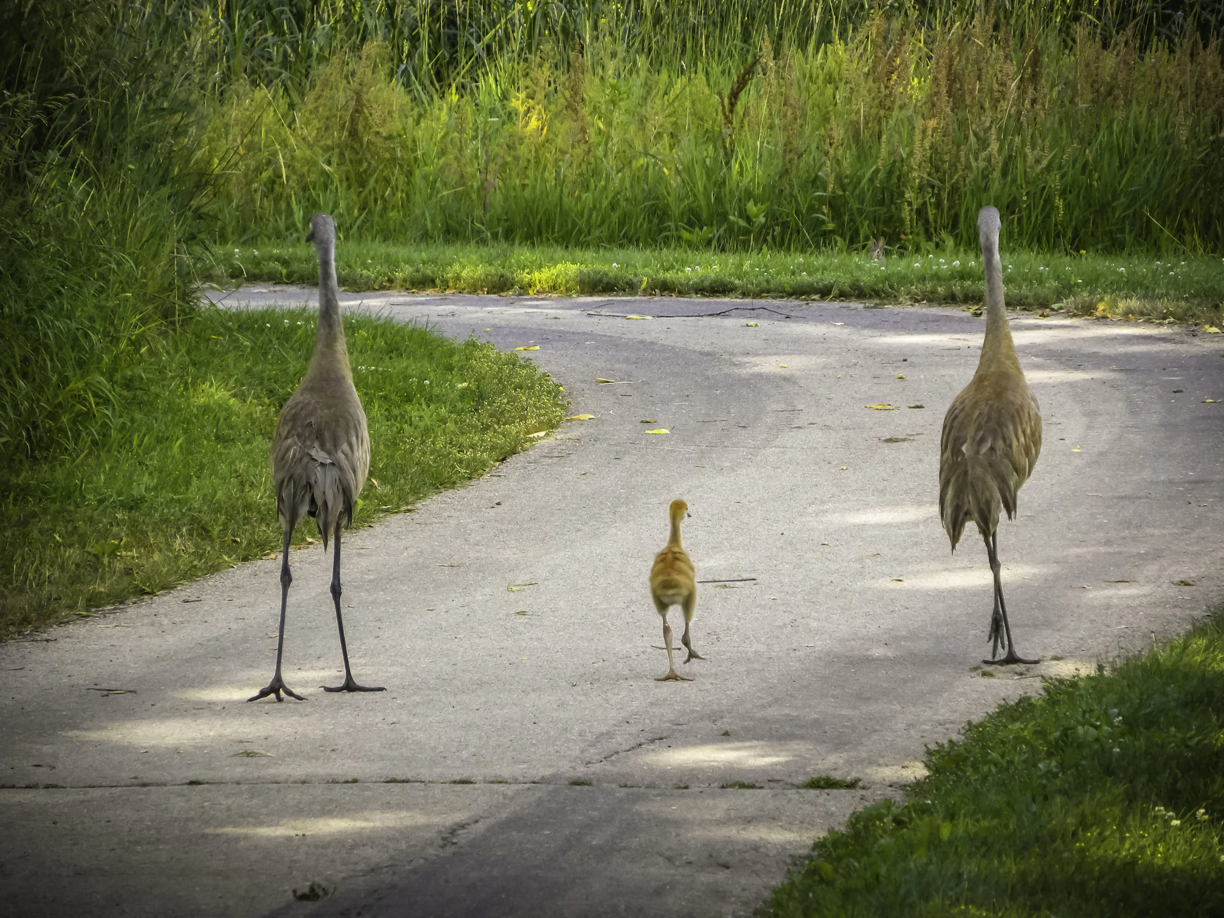 Sunday Stroll