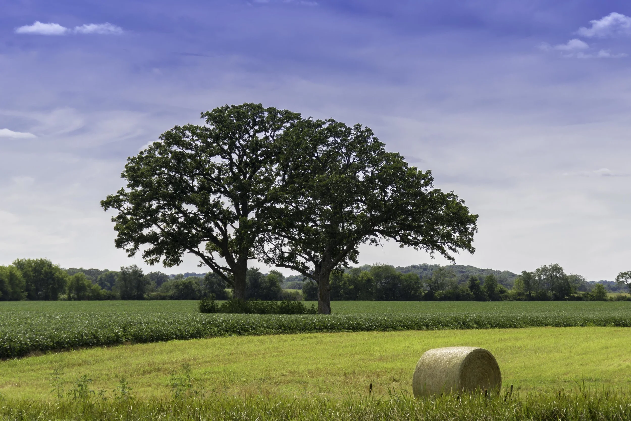 Two Oaks