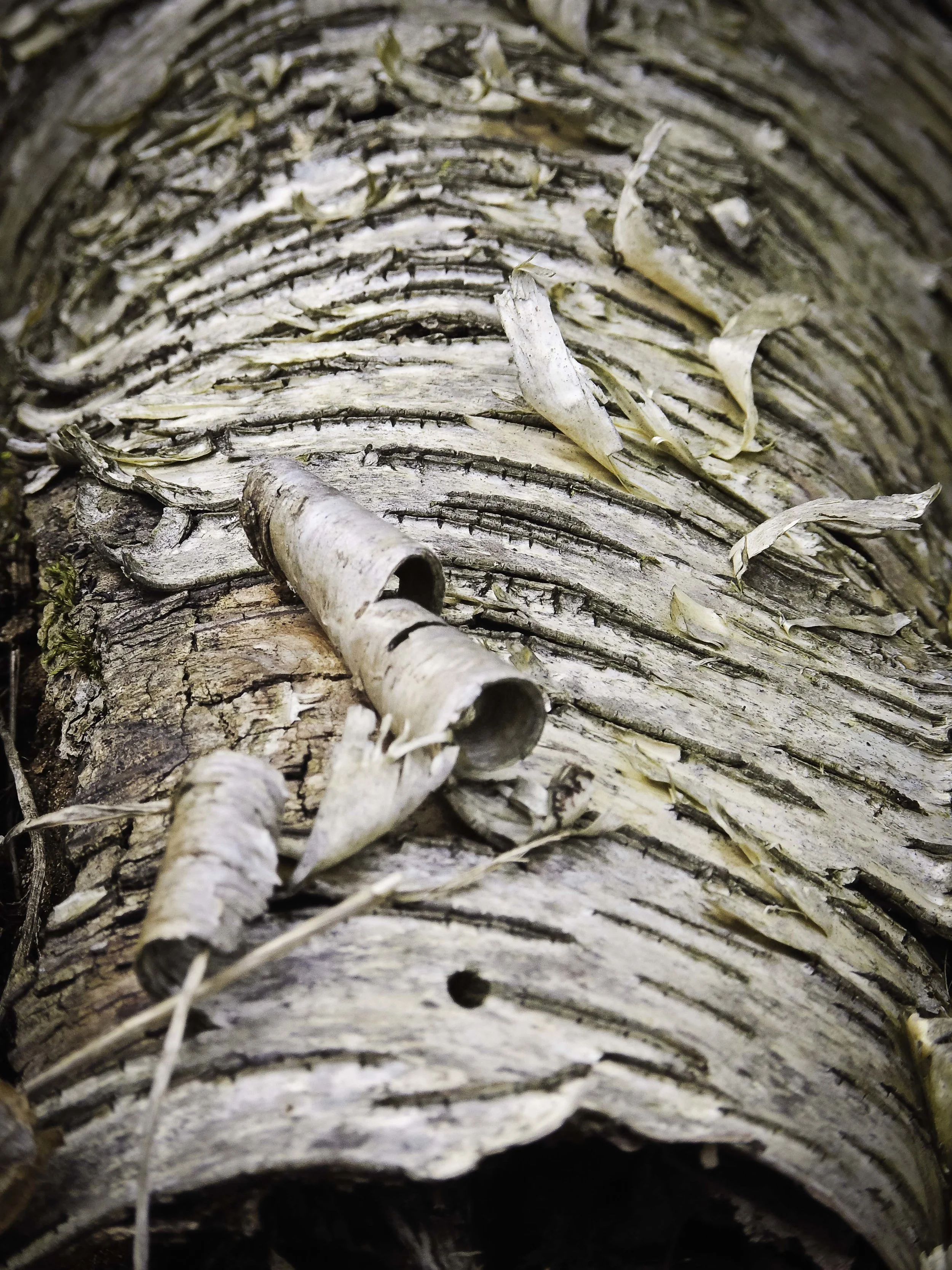 Birch Bark