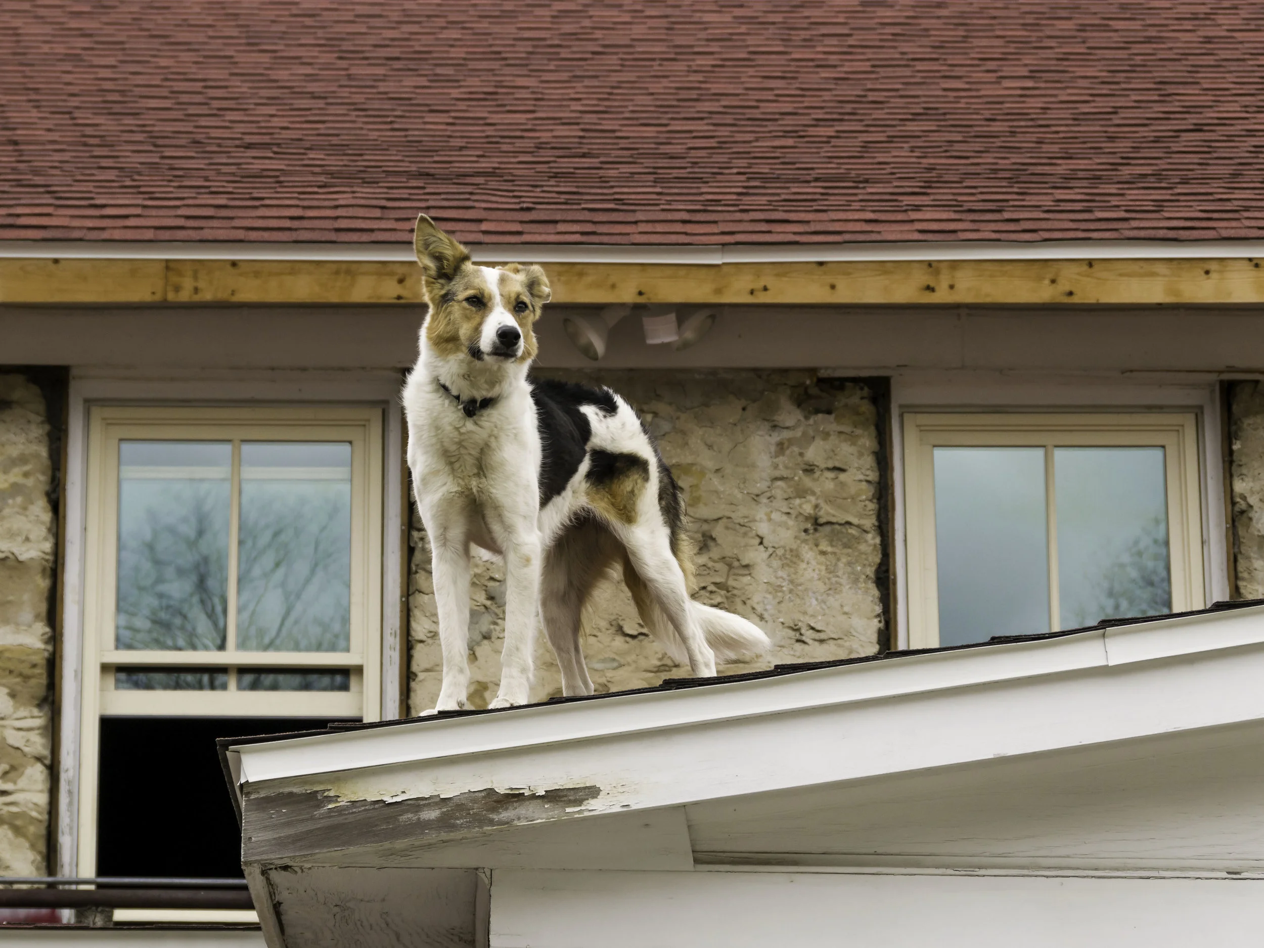 Watch Dog