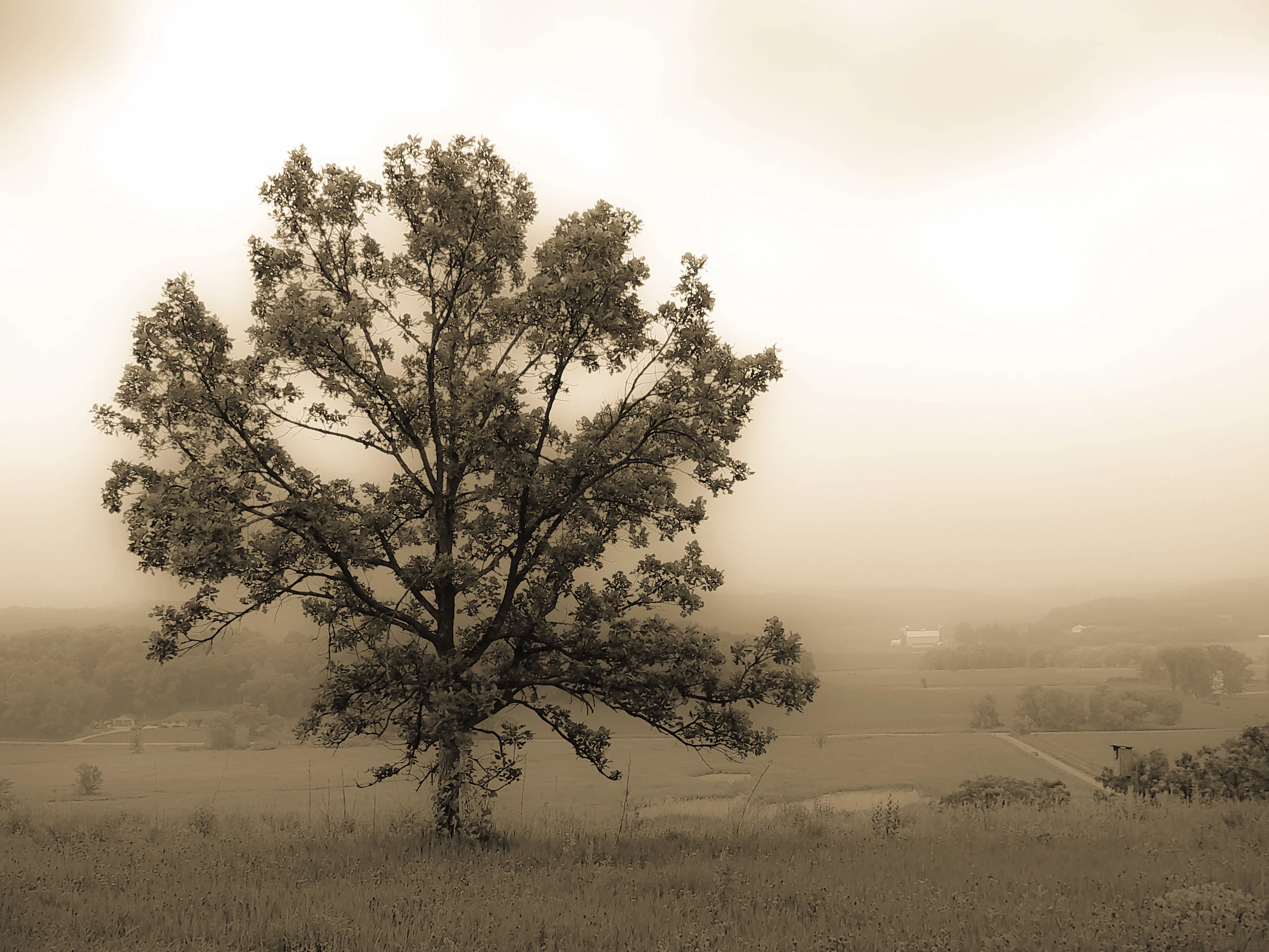 Rural Mist