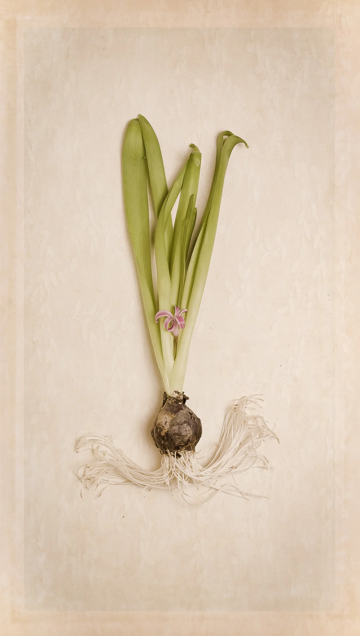 Botanical II-.jpg