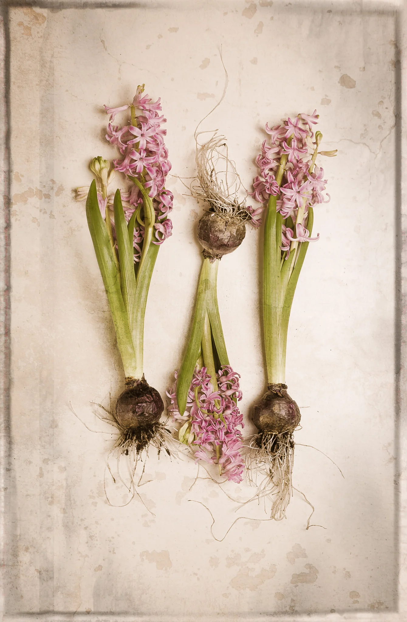 Botanical III-.jpg