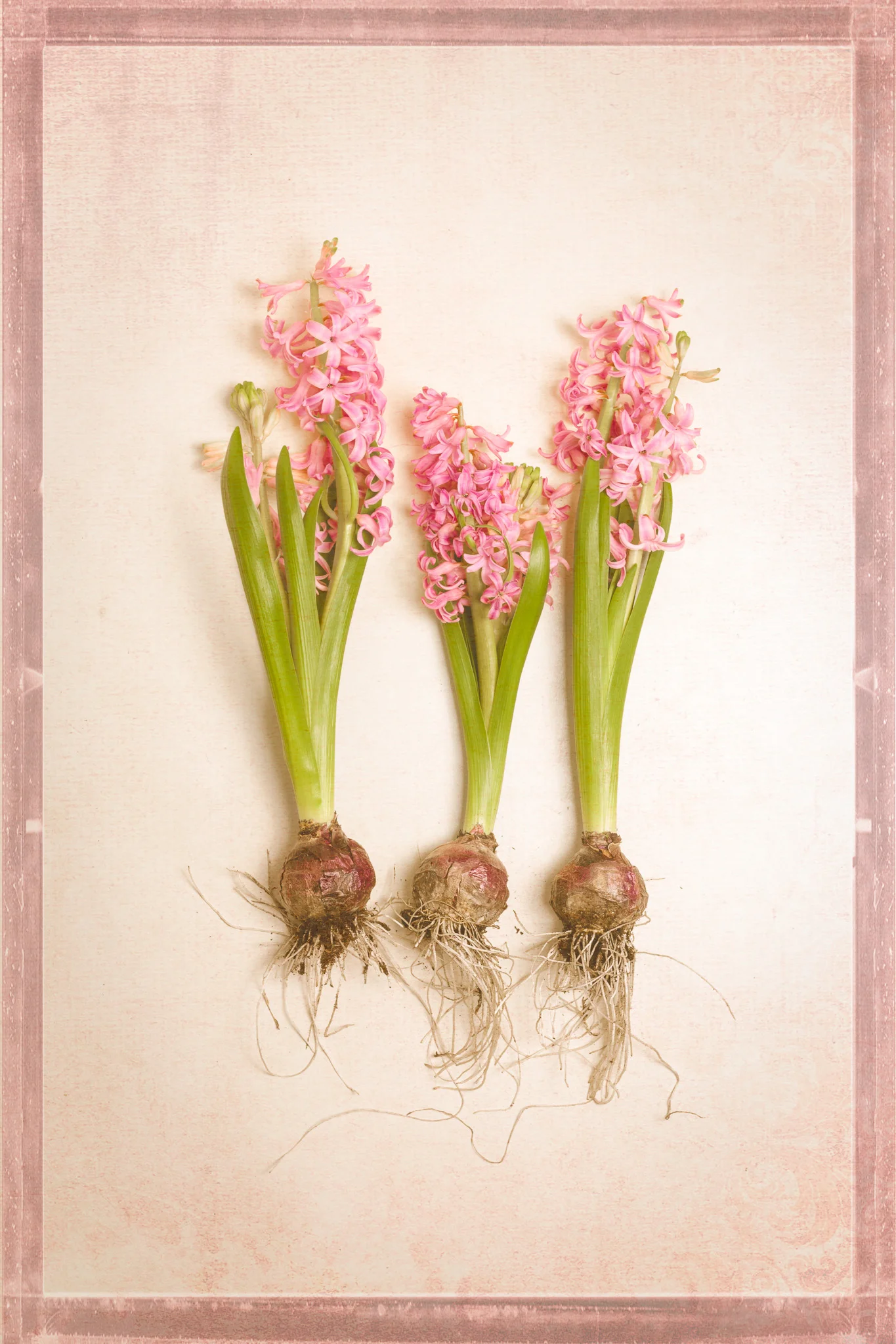 Botanical X
