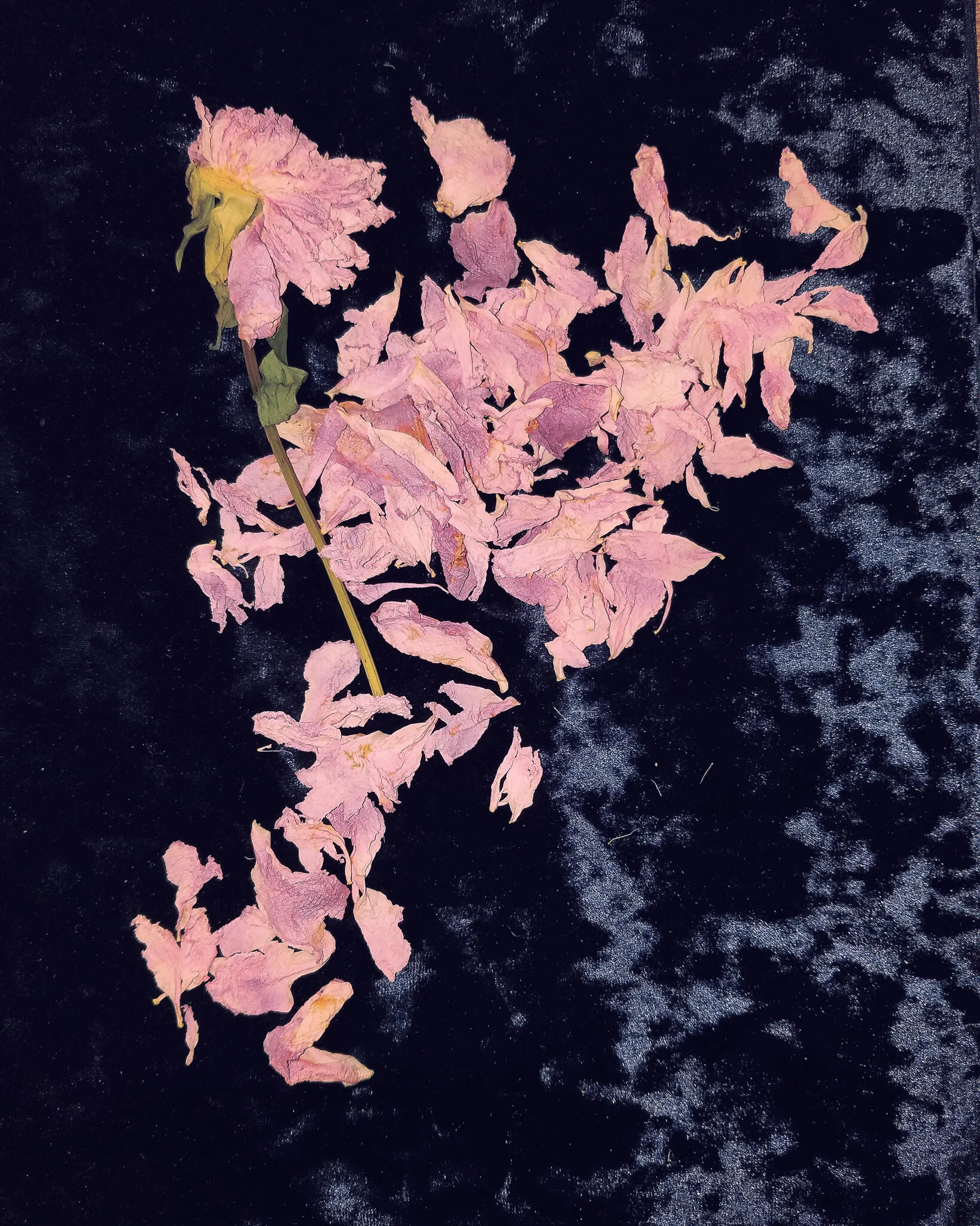 Vickie's Peony III